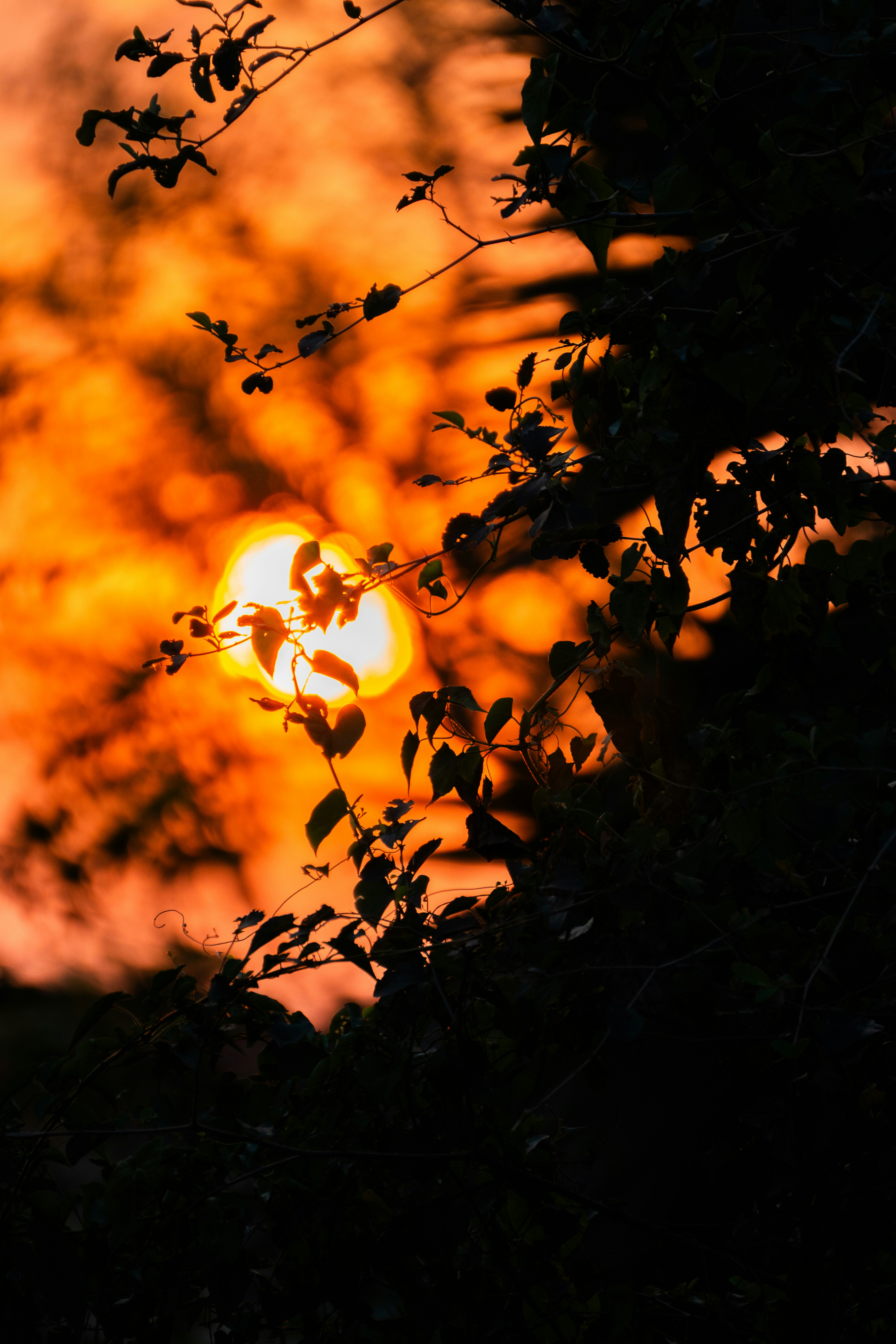 Photo by blackpiratex