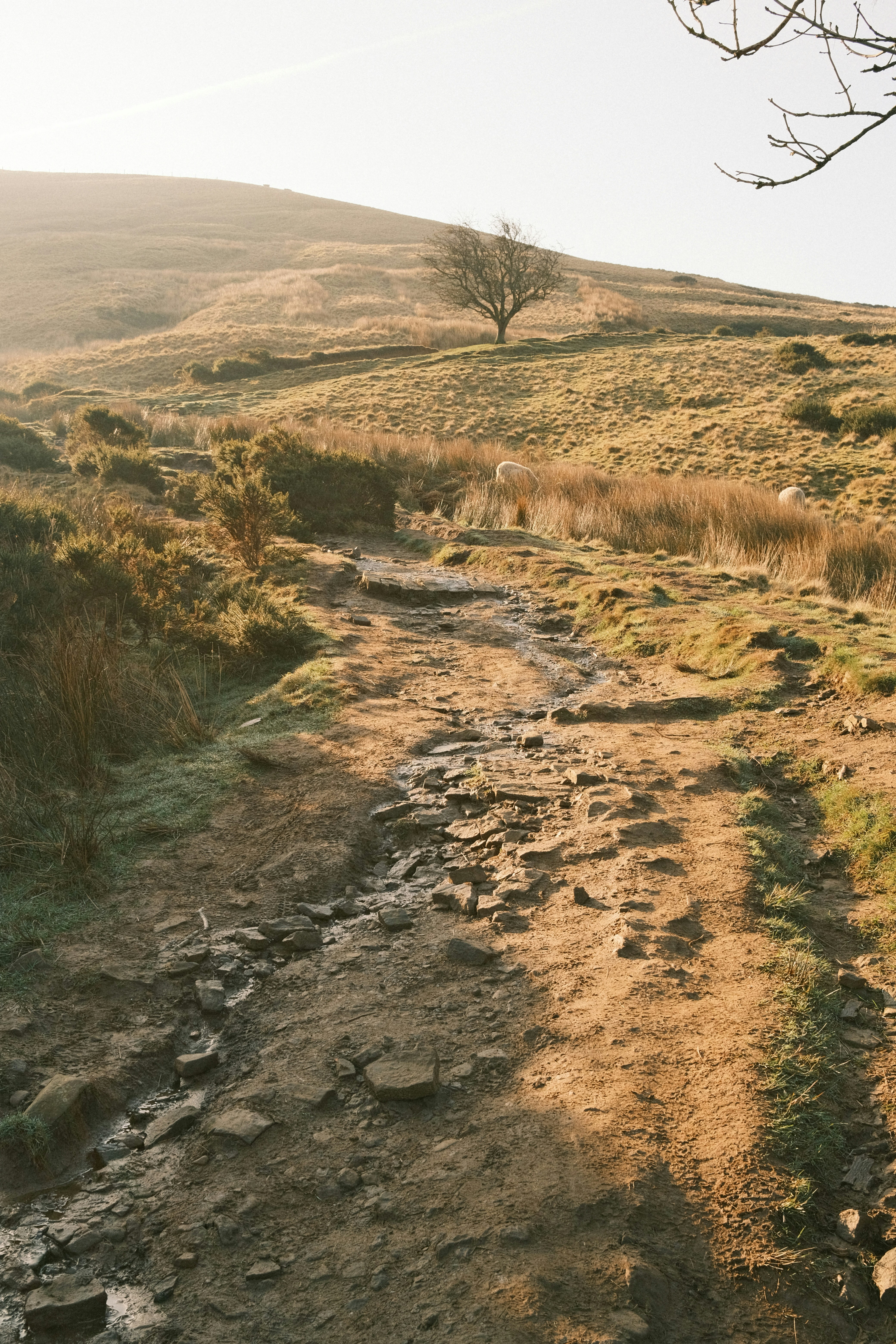 A worn path leads up a gentle hill.