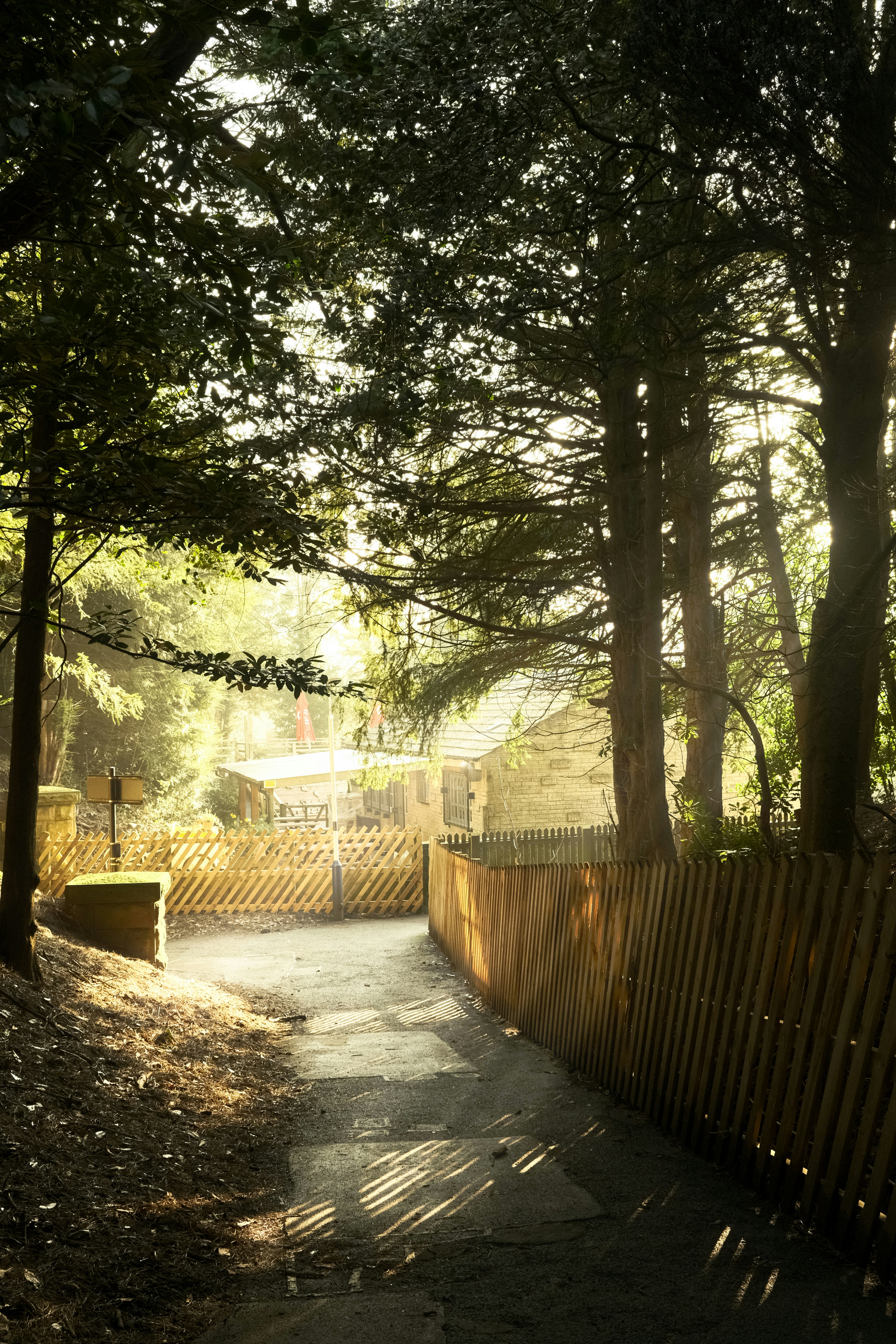 Sunlight streams through trees onto a path.