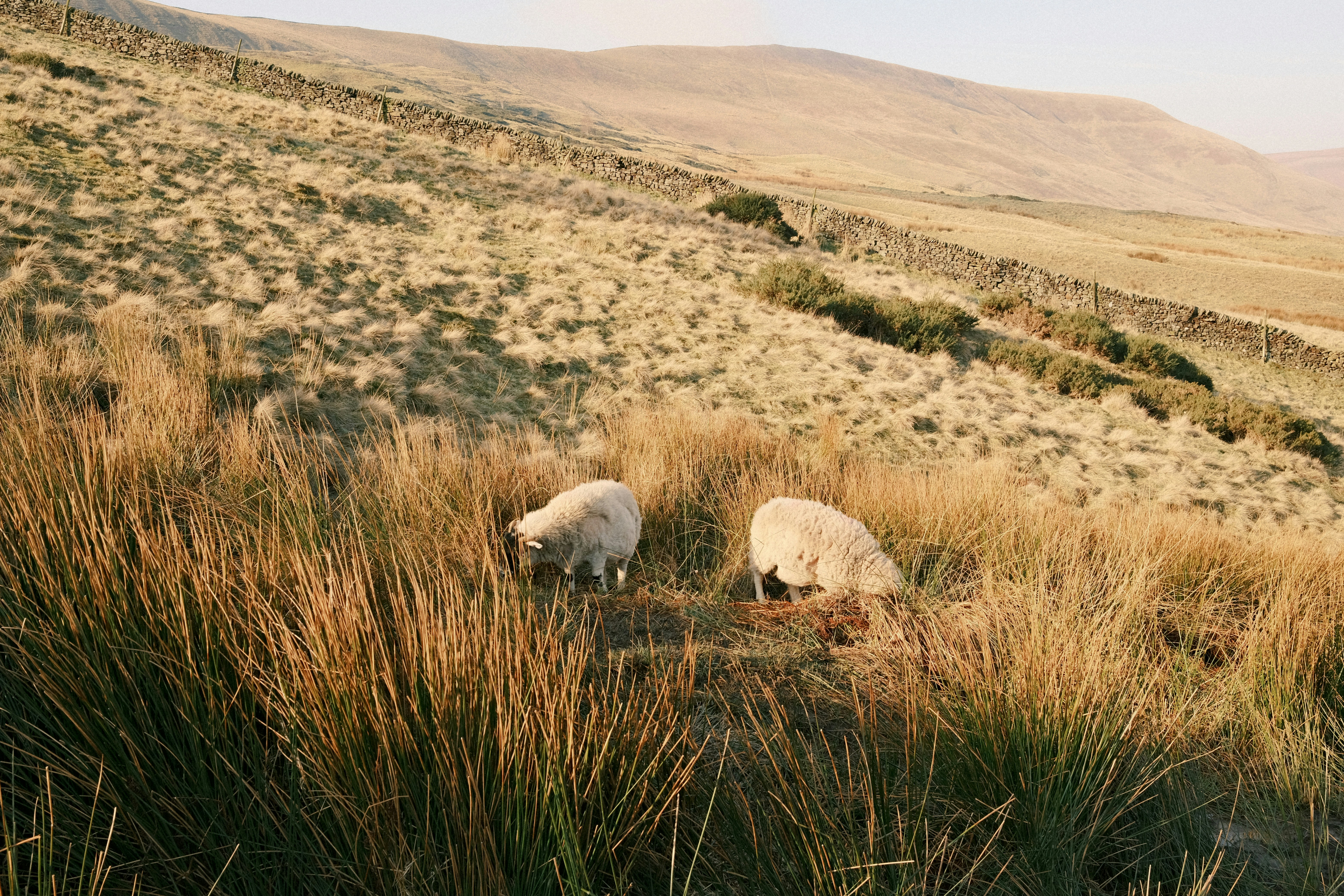 Two sheep graze on a grassy hillside.