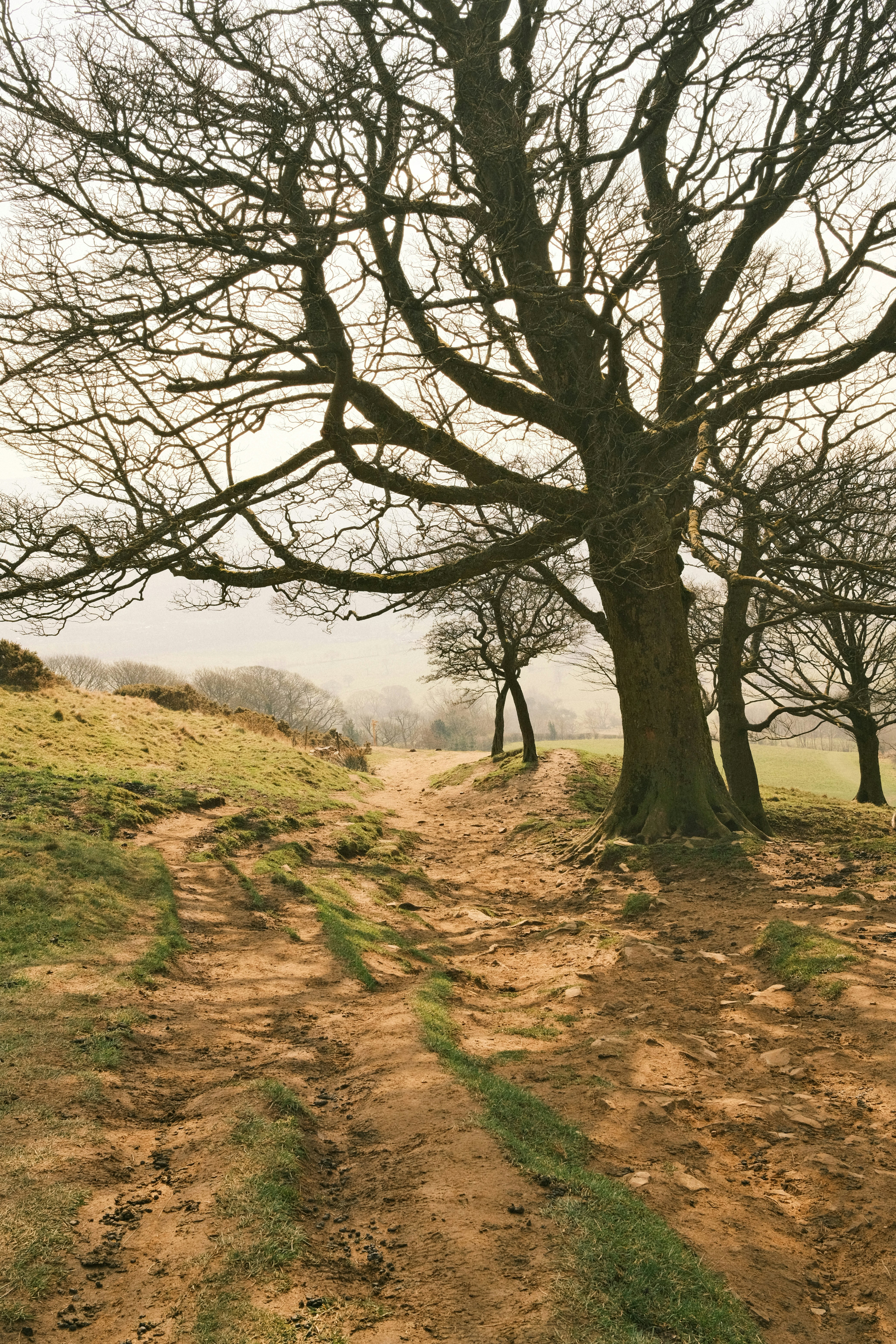 A muddy path winds through bare trees.