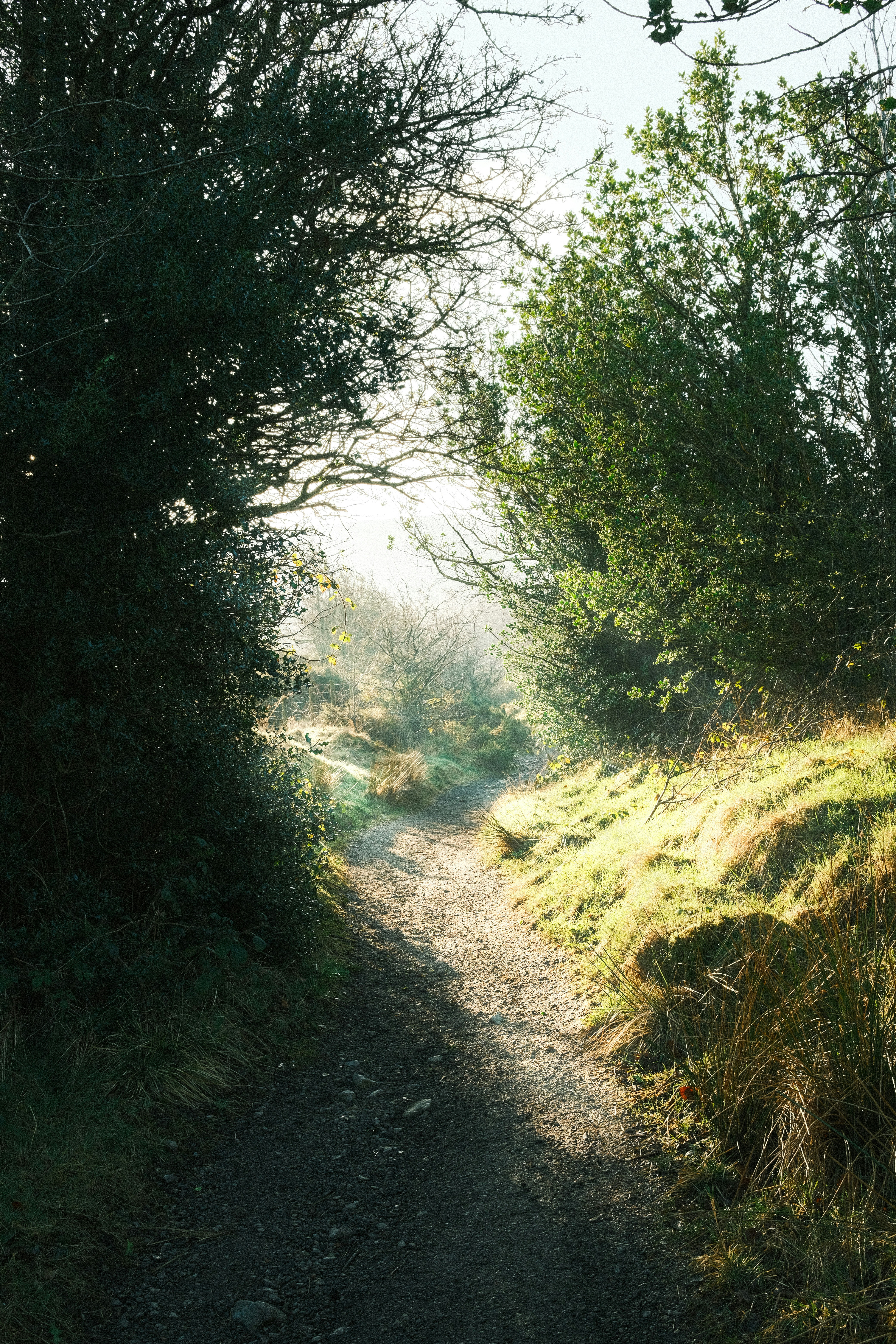A winding path leads through a misty landscape.