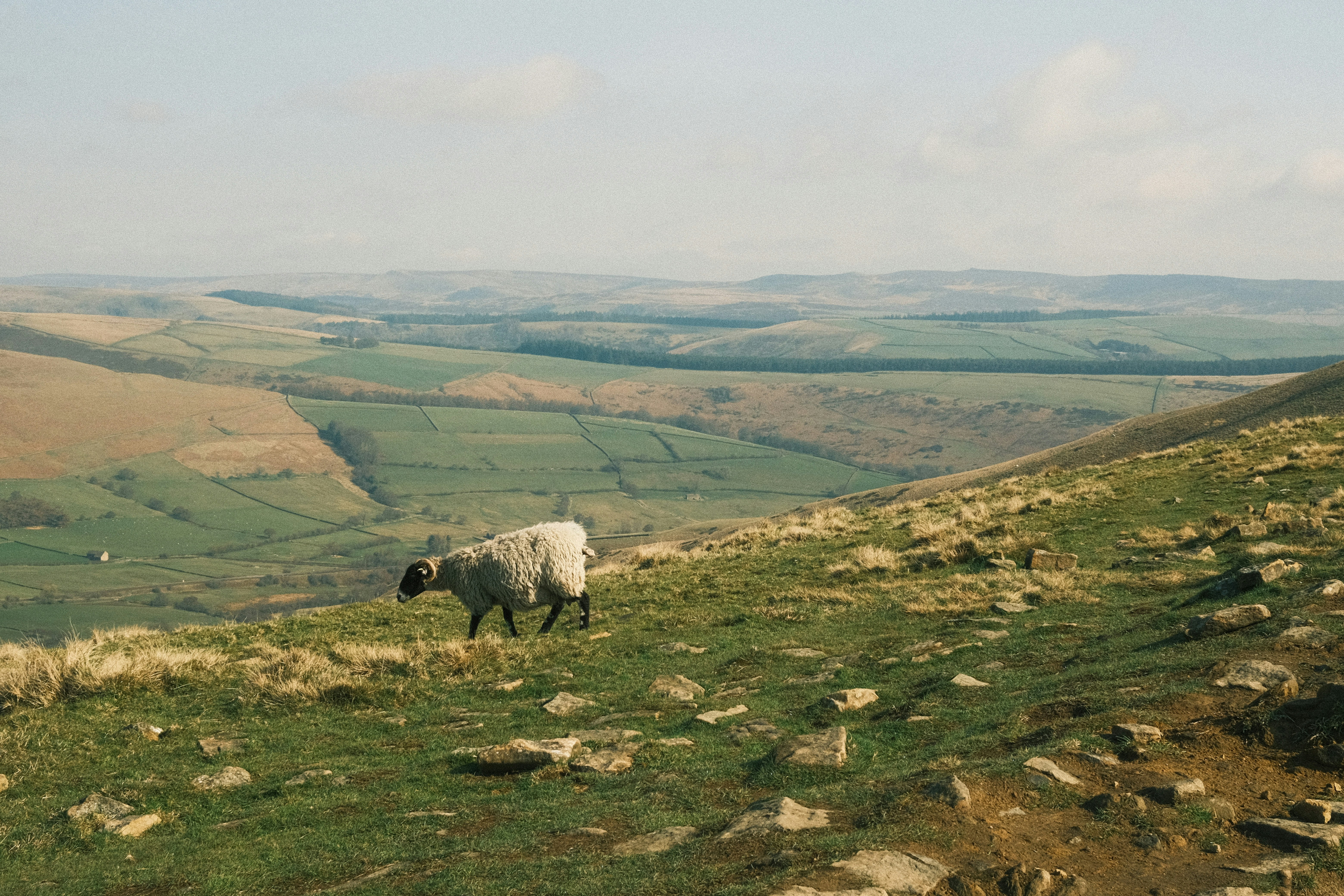 A sheep walks in a picturesque grassy landscape.
