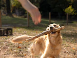 Dog holds a stick while a hand reaches out.