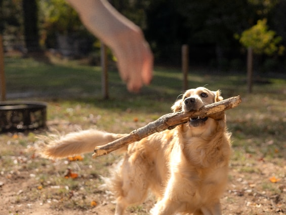 Dog holds a stick while a hand reaches out.