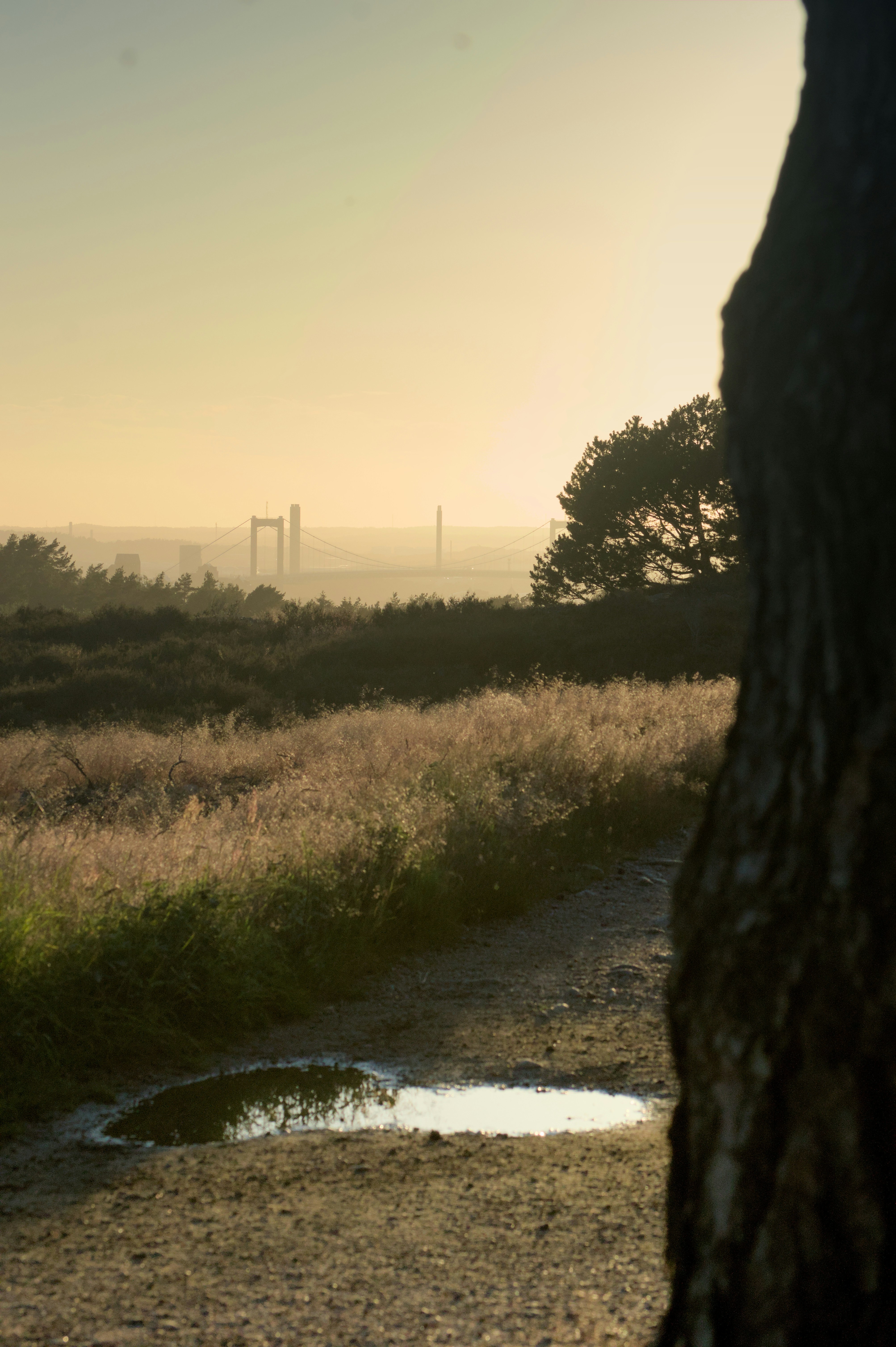 A path leads through a misty landscape.