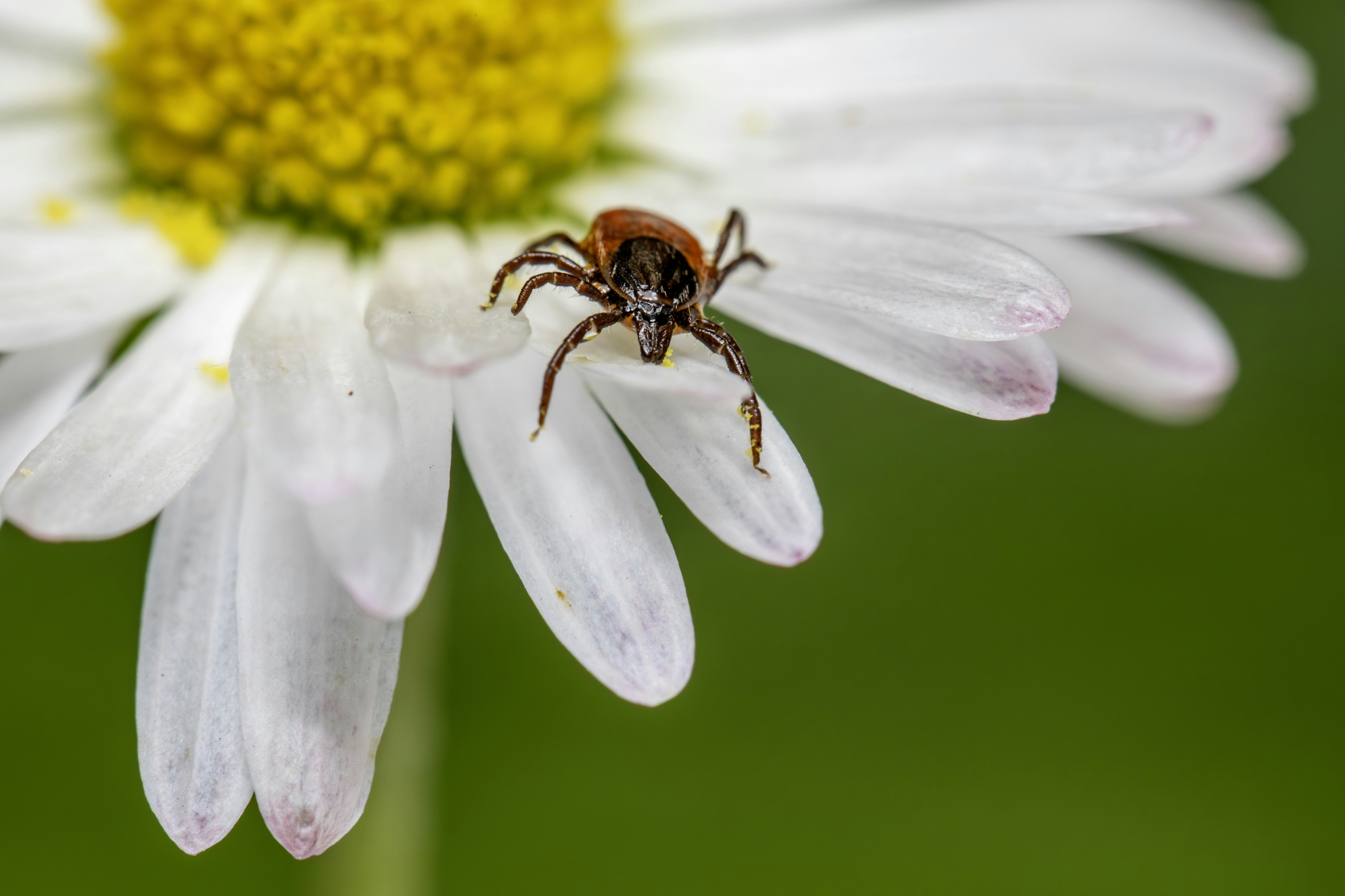 Photo by erik_karits