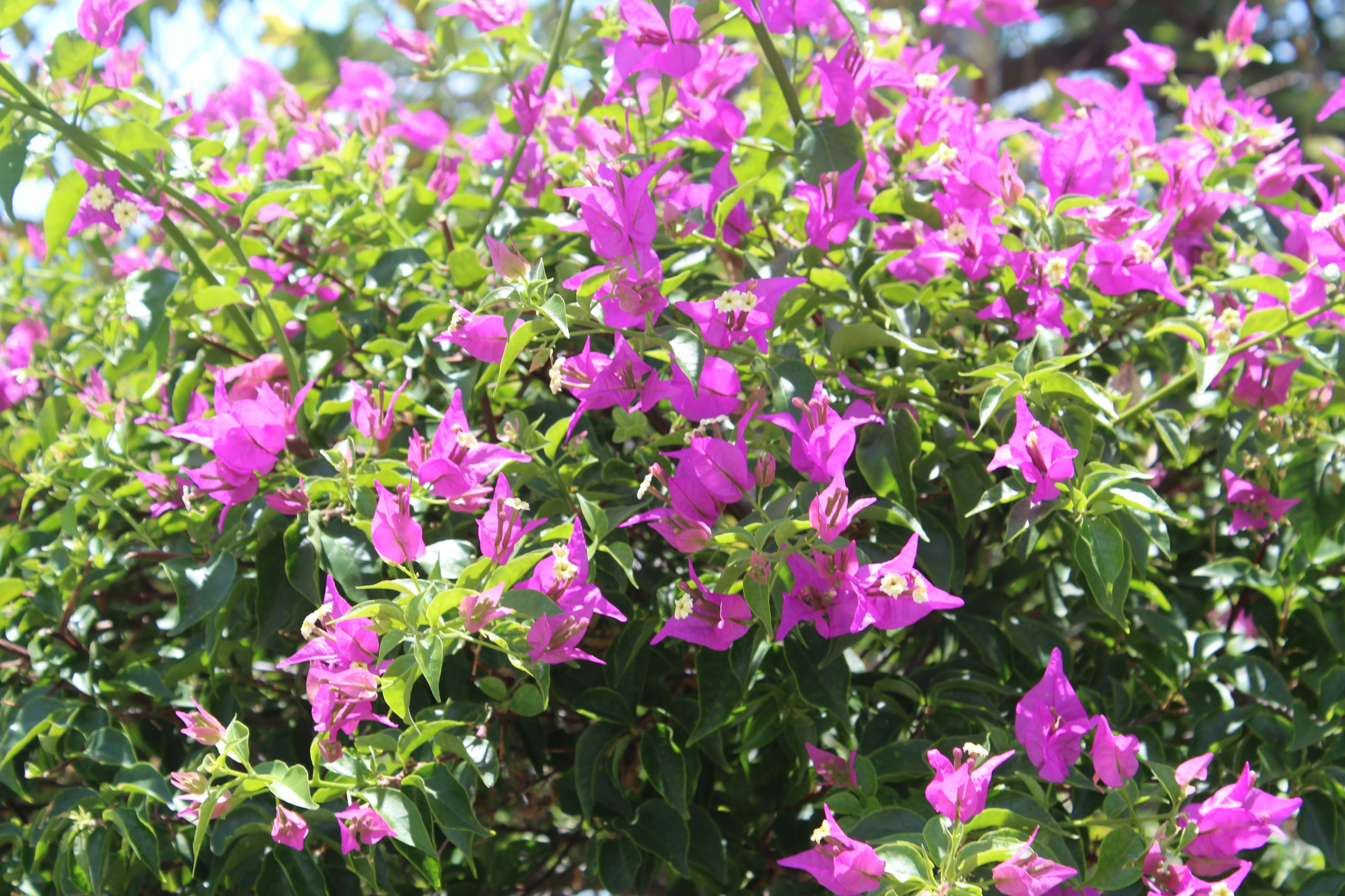 Photo by nitrousparrot