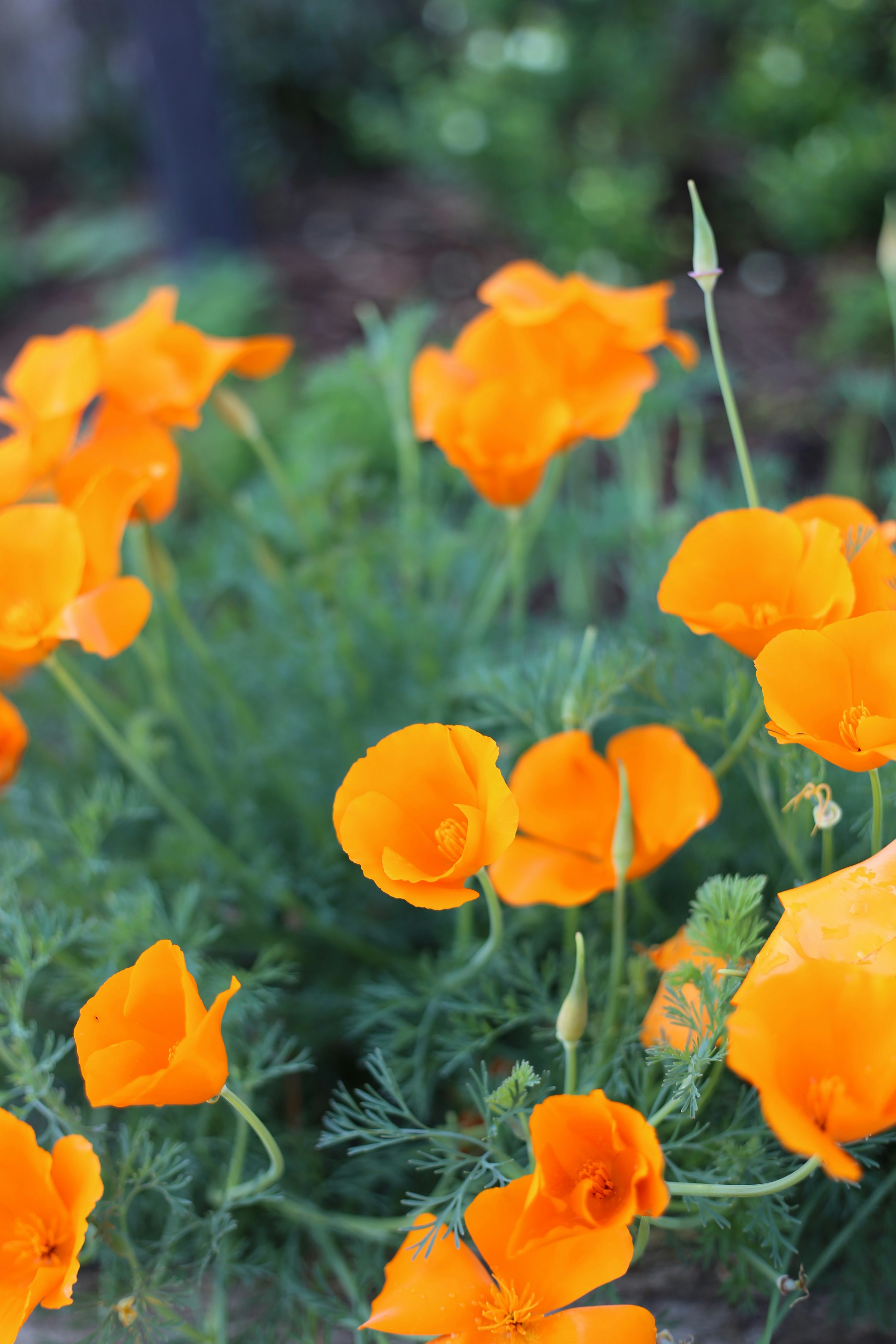 Bright orange flowers in a lush green garden.