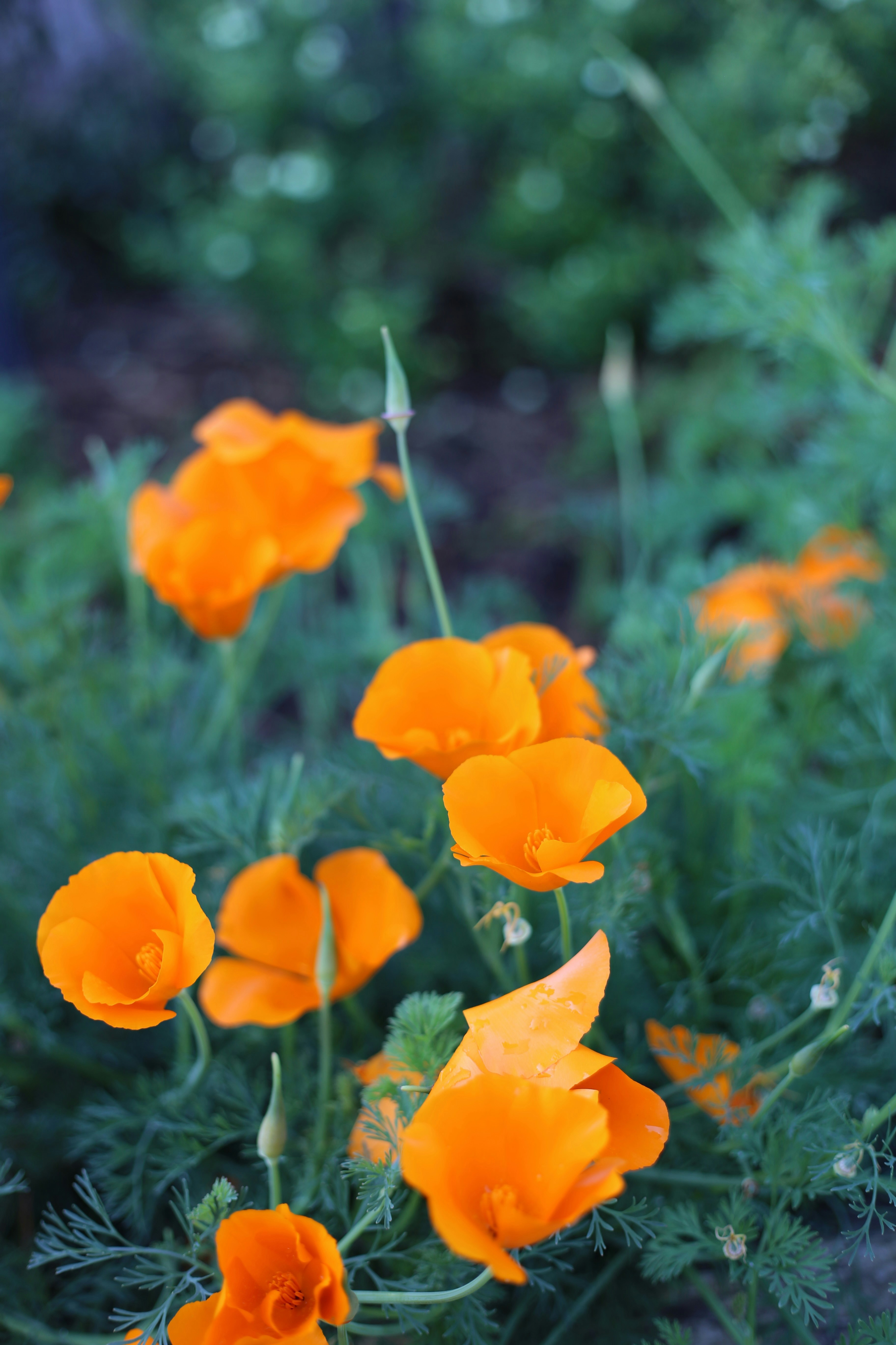 Orange california poppies bloom in a garden.