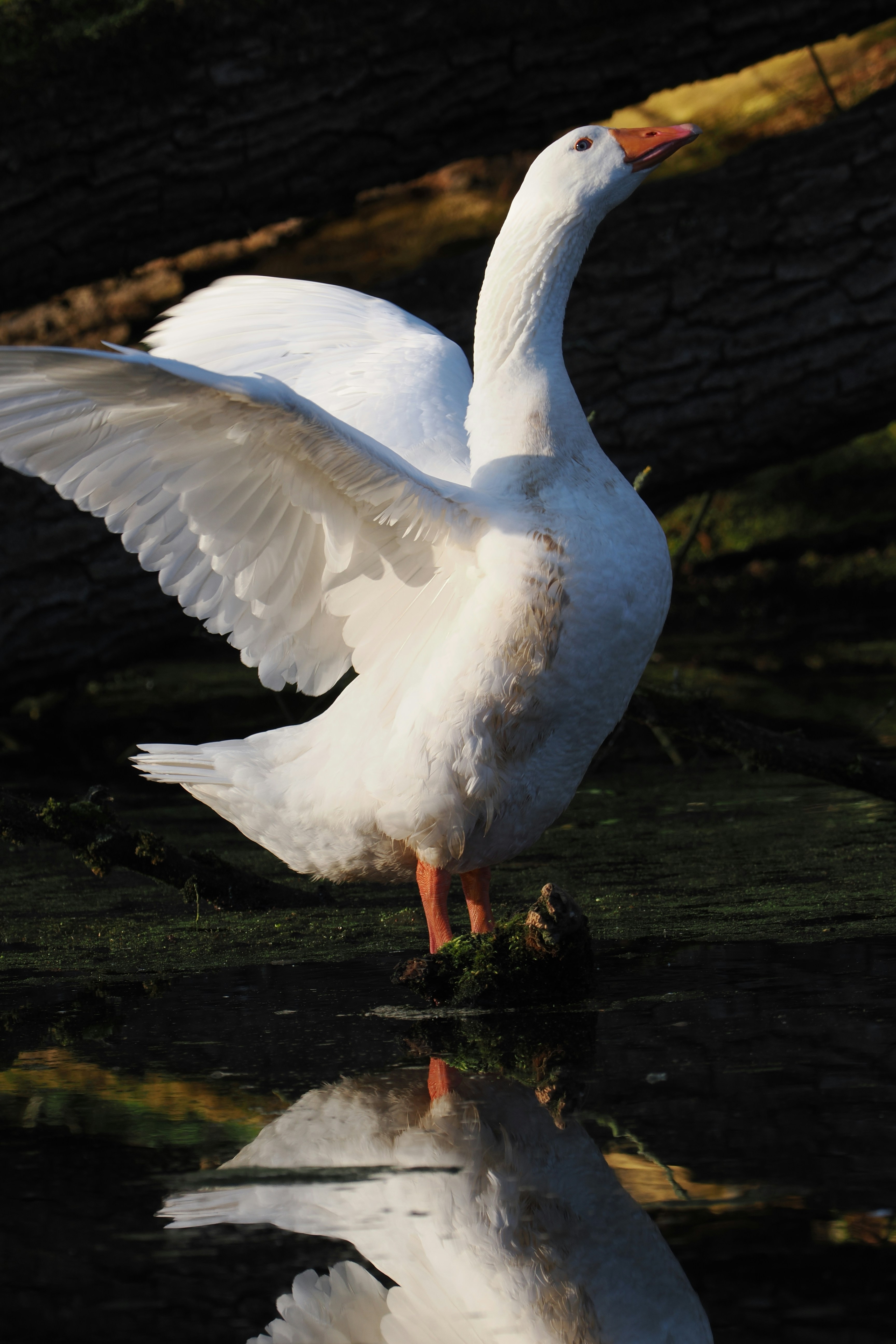 Photo by fotografie_thomas_nolte