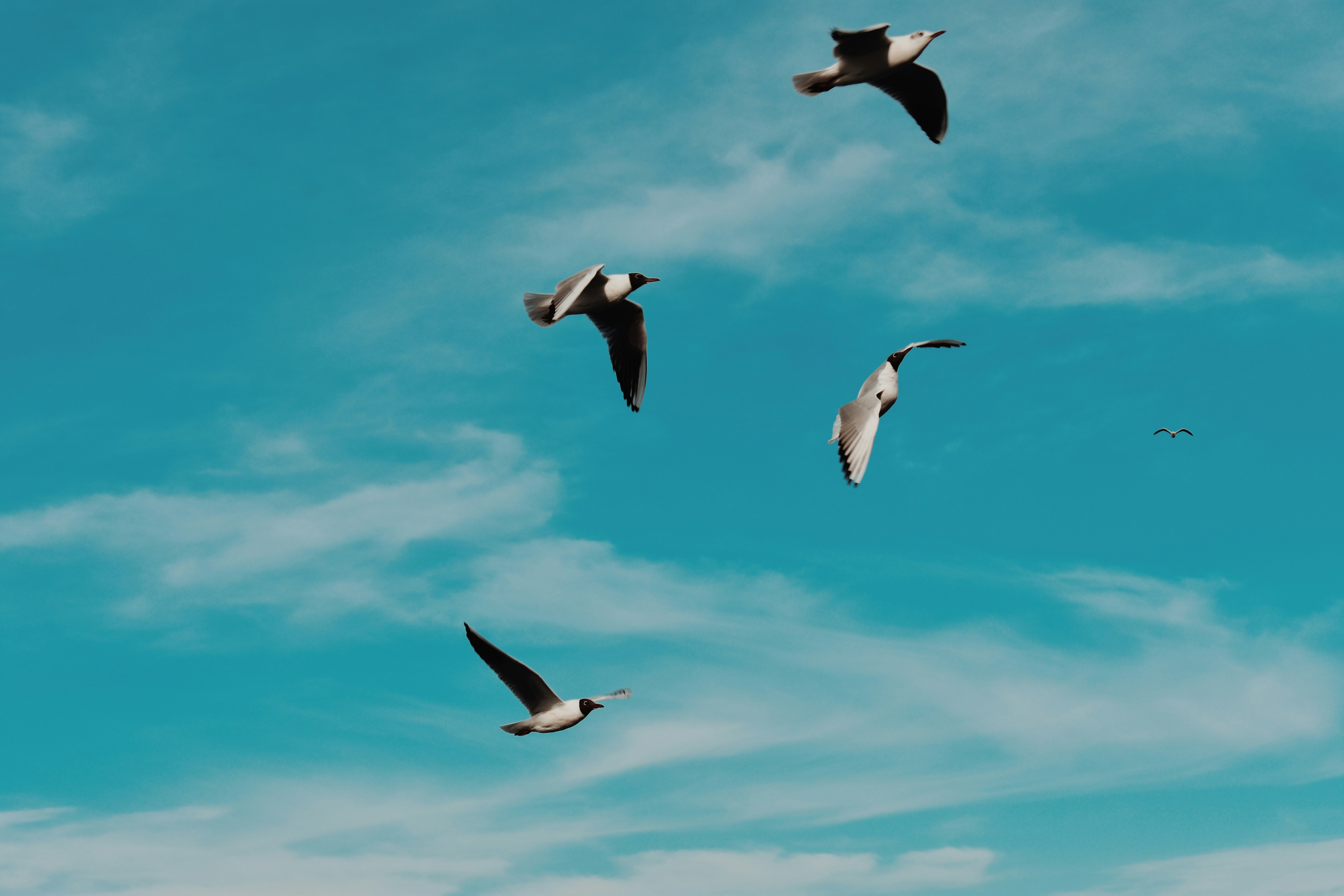 Photo by nisacokokumus