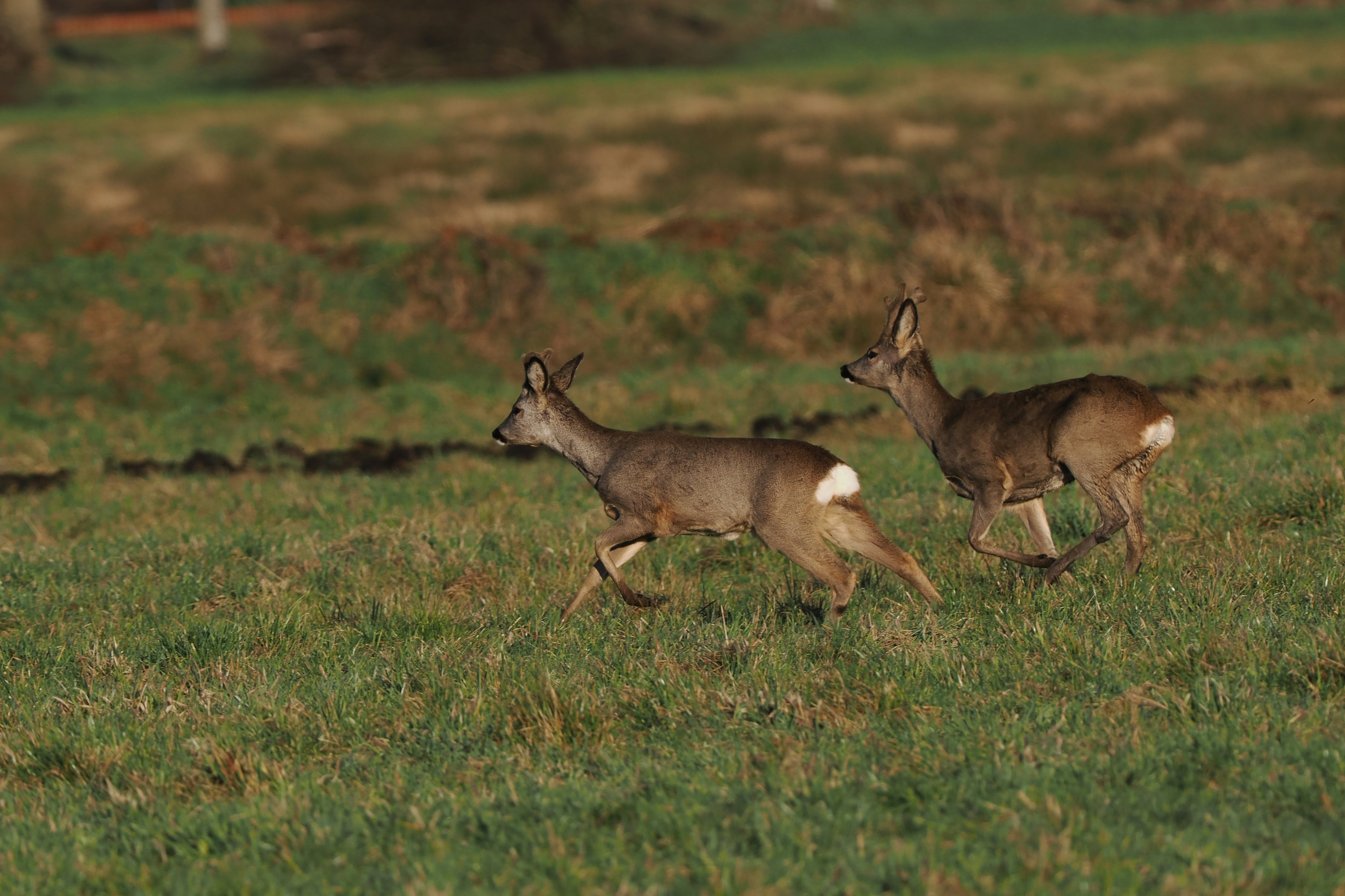 Photo by fotografie_thomas_nolte