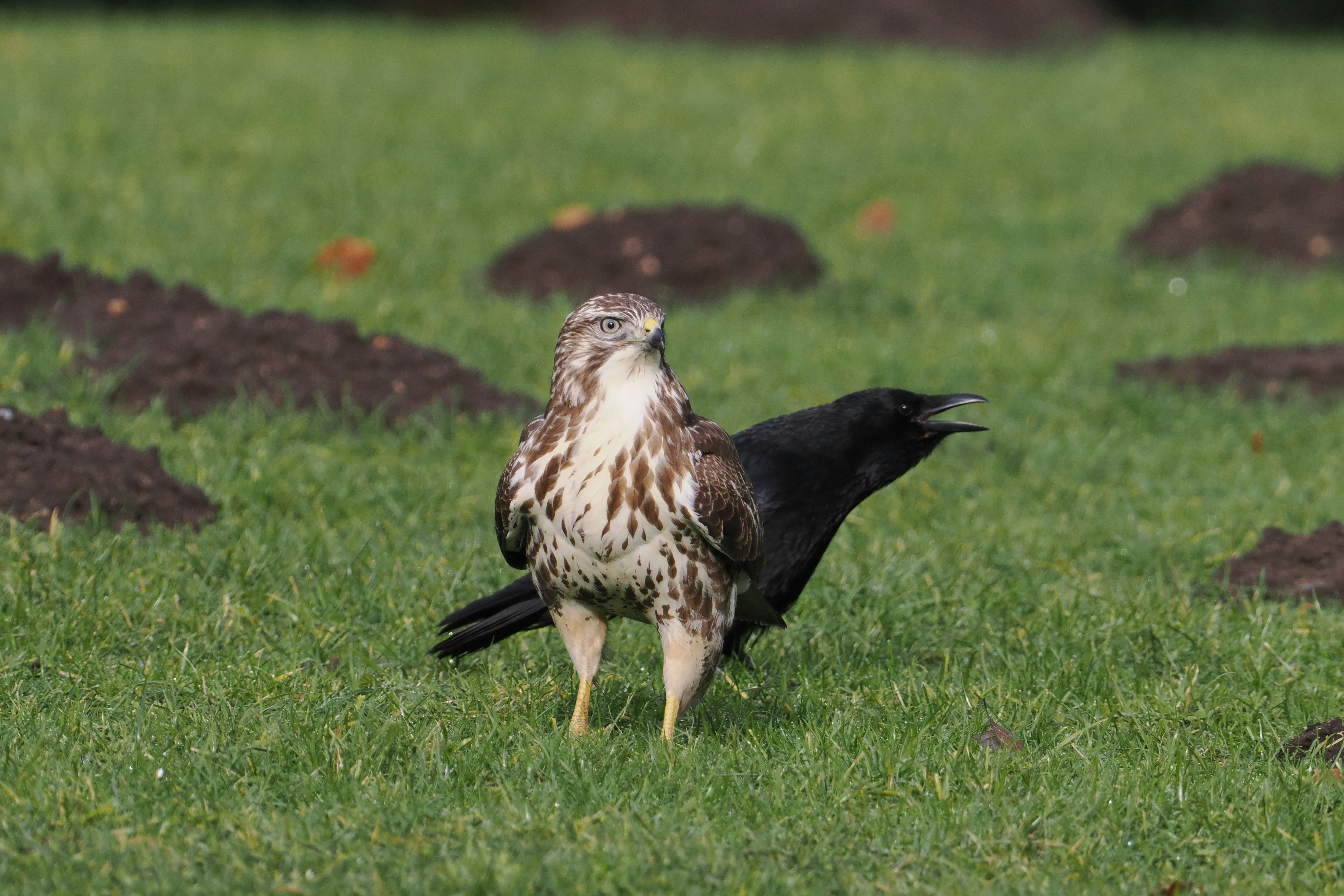 Photo by fotografie_thomas_nolte