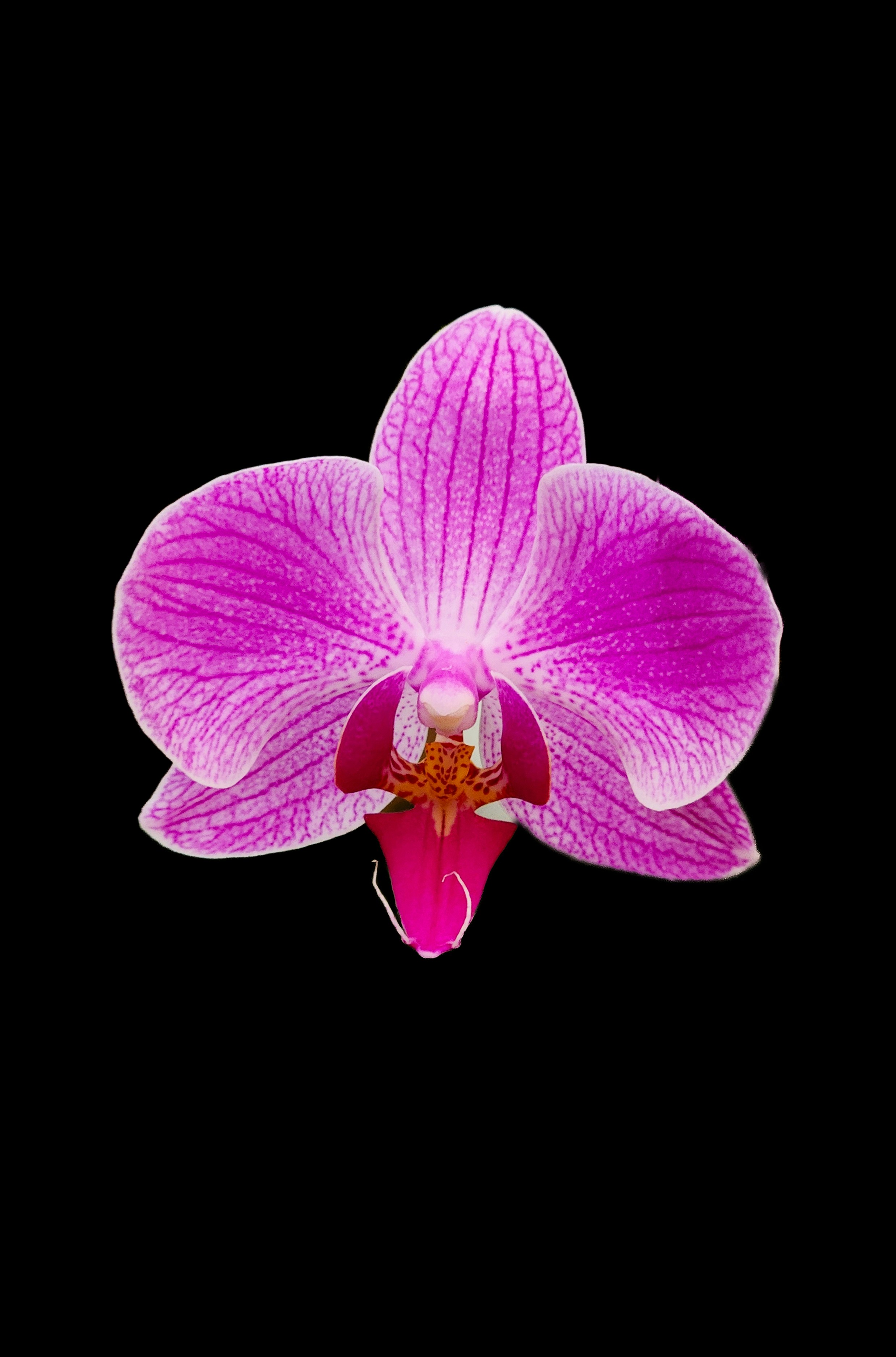 Photo by zoshuacolah