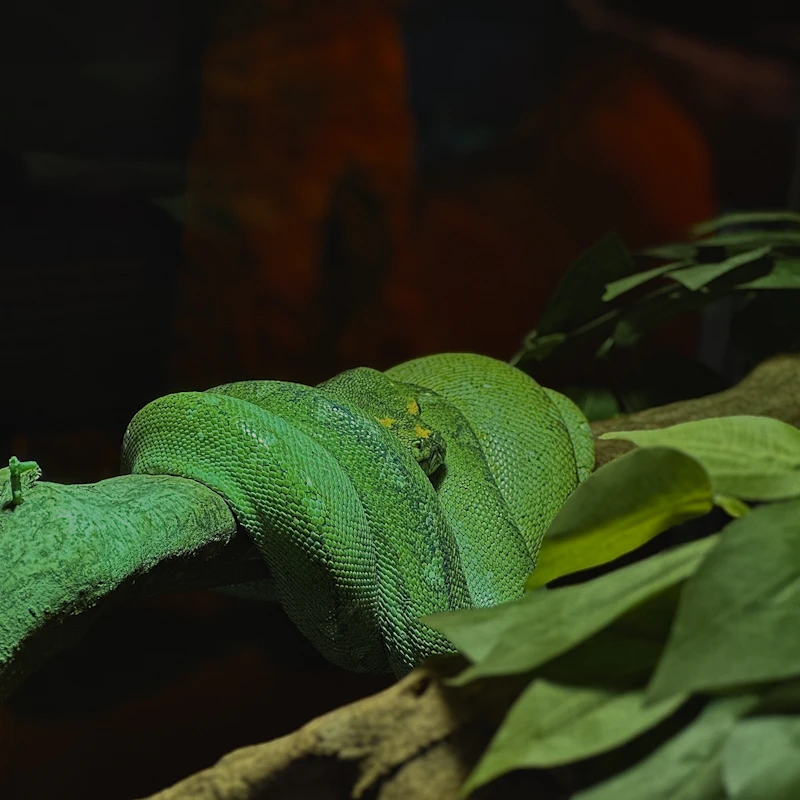 Mangrove Pit Viper (Trimeresurus purpureomaculatus)