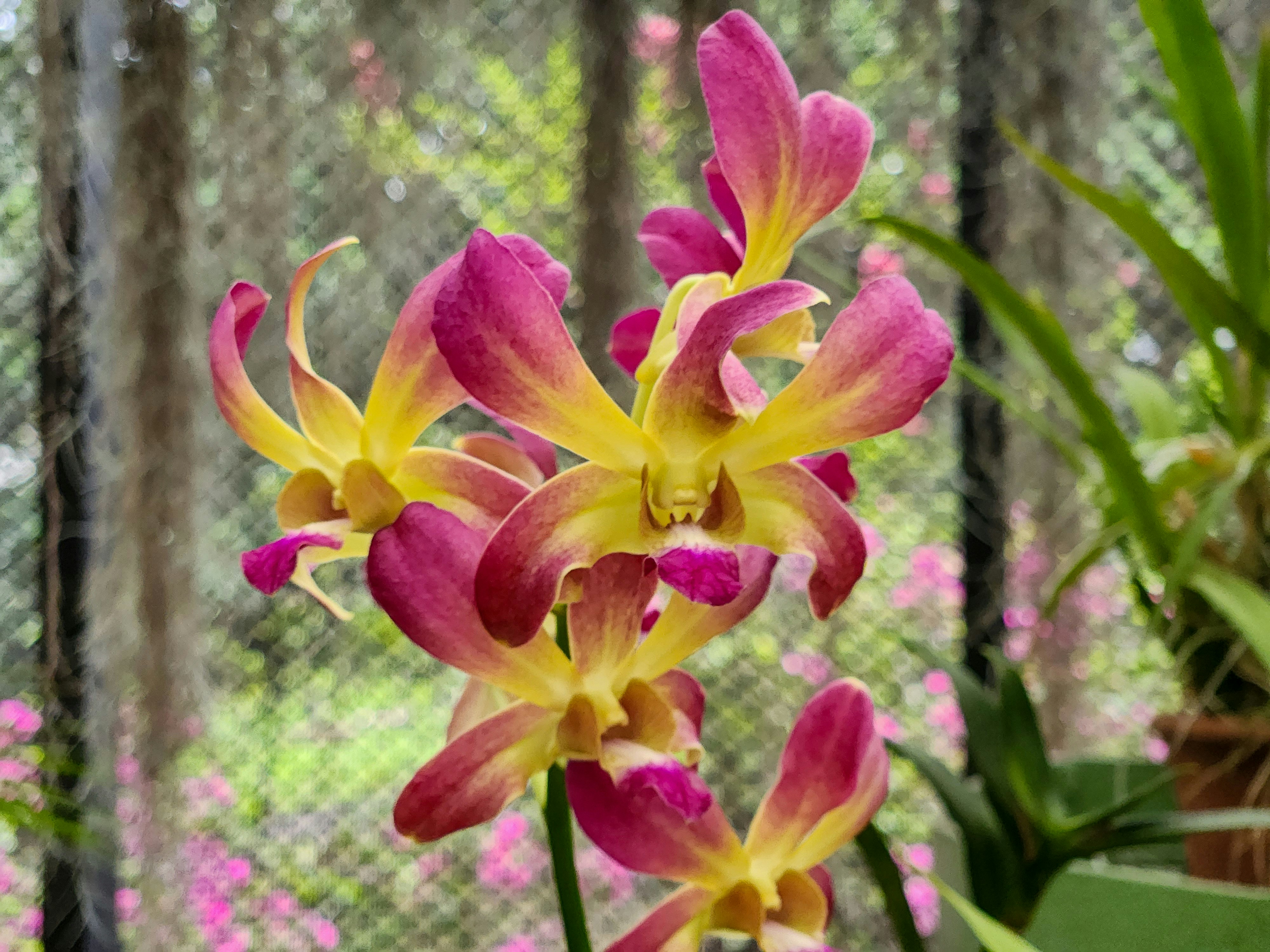 Pink and yellow orchids bloom beautifully in nature.