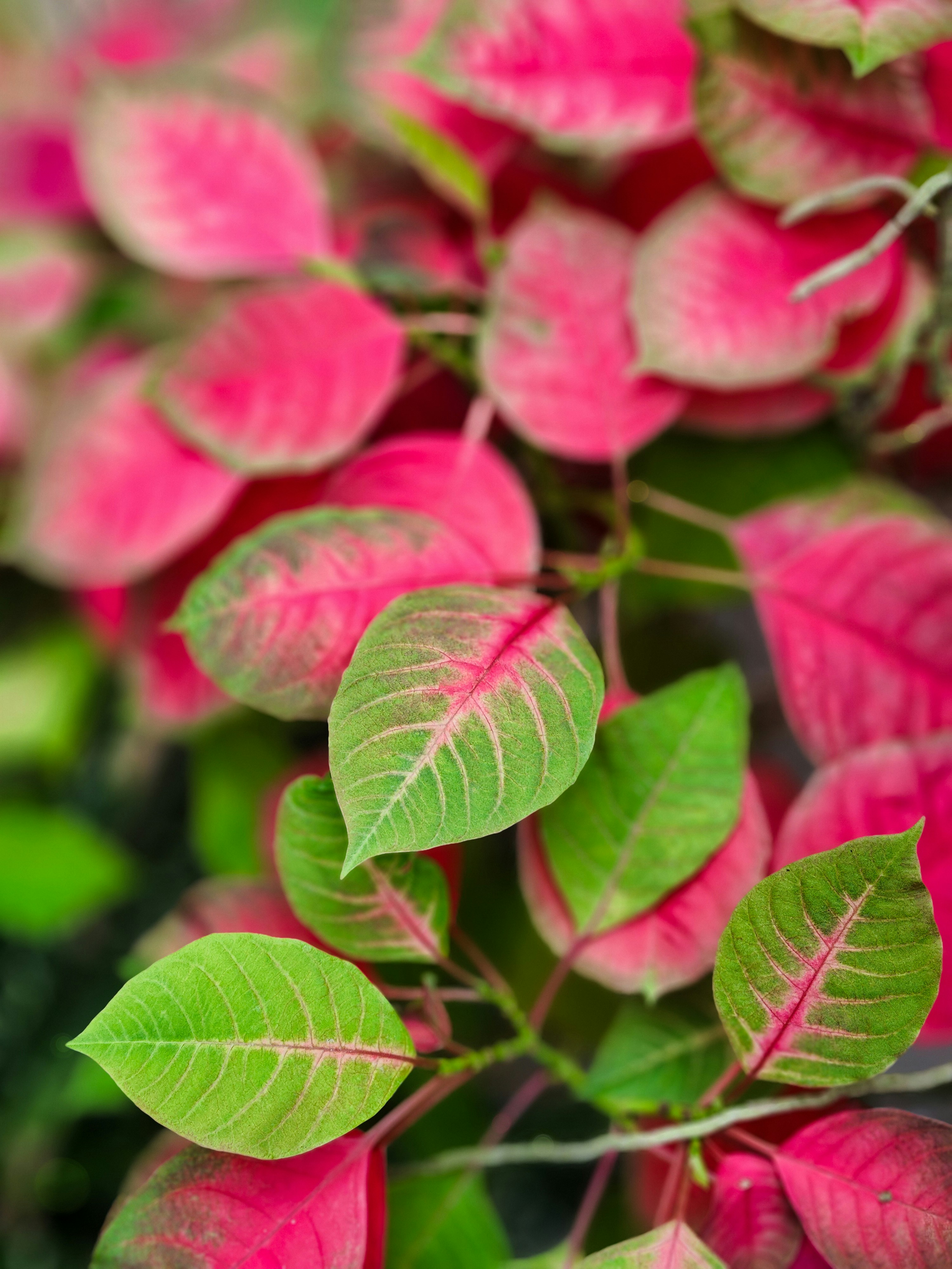 Photo by zoshuacolah