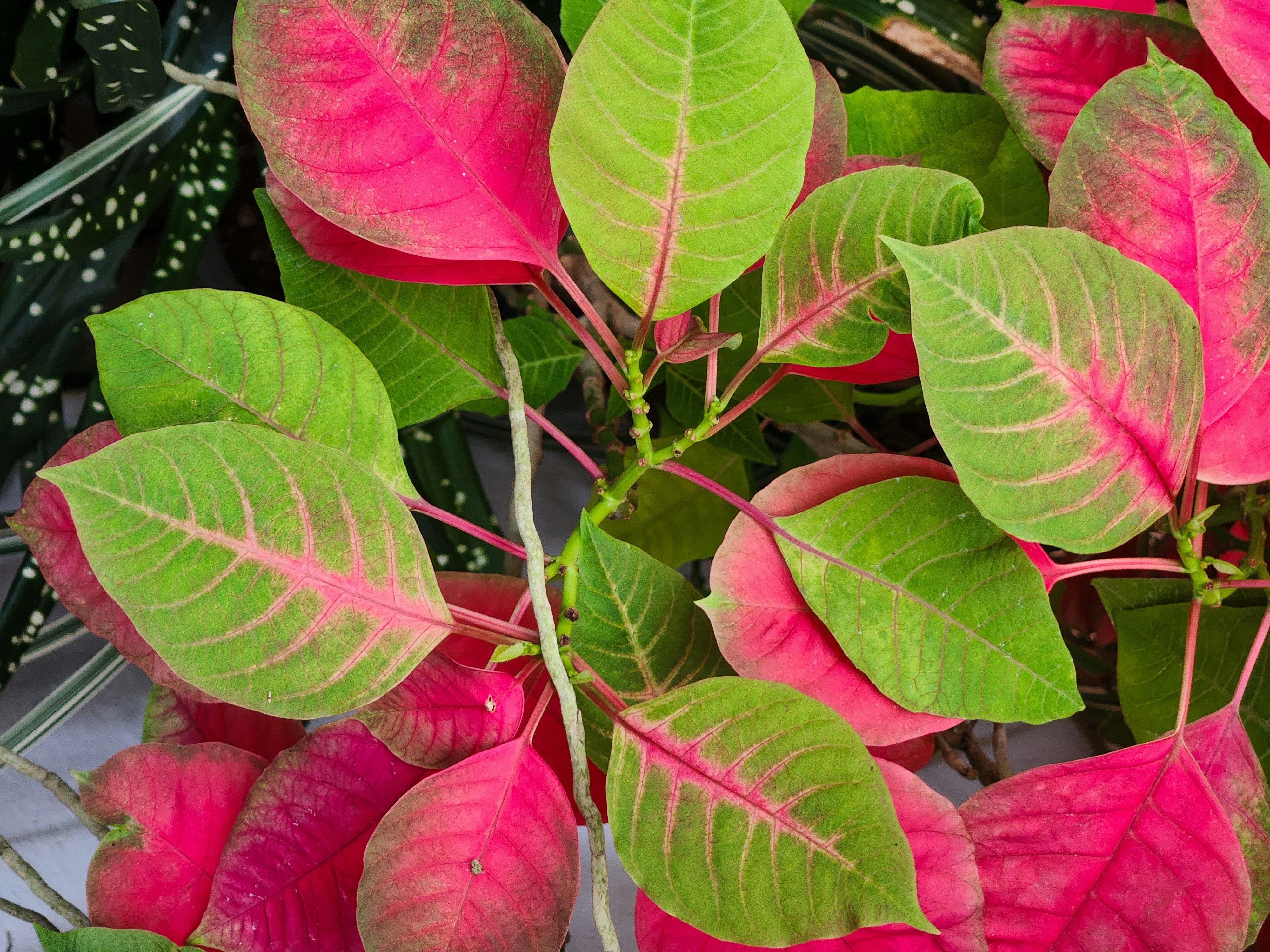 Photo by zoshuacolah