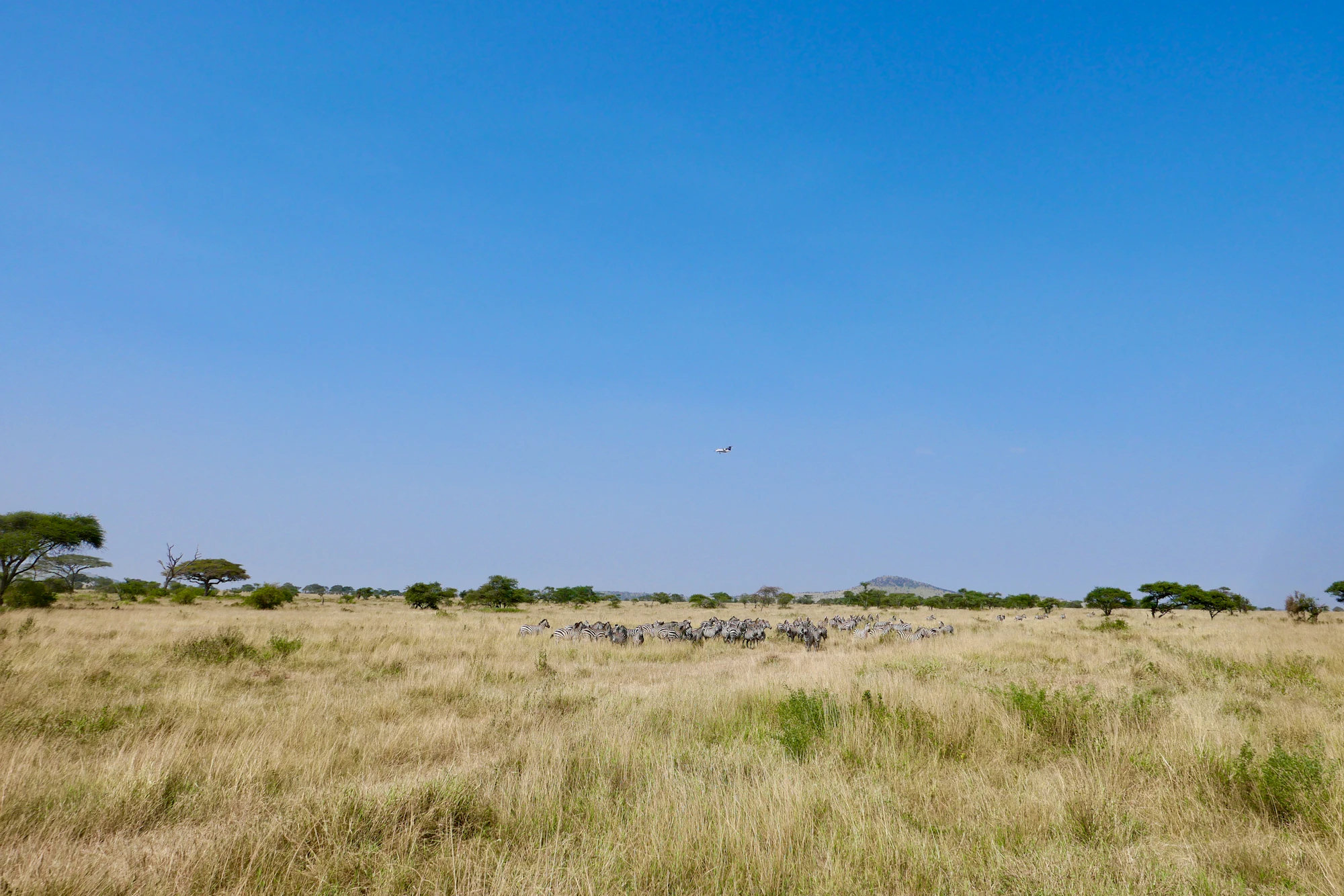 From Baobabs to the Serengeti: Tanzania's Wildlife Journey Tanzania safari
