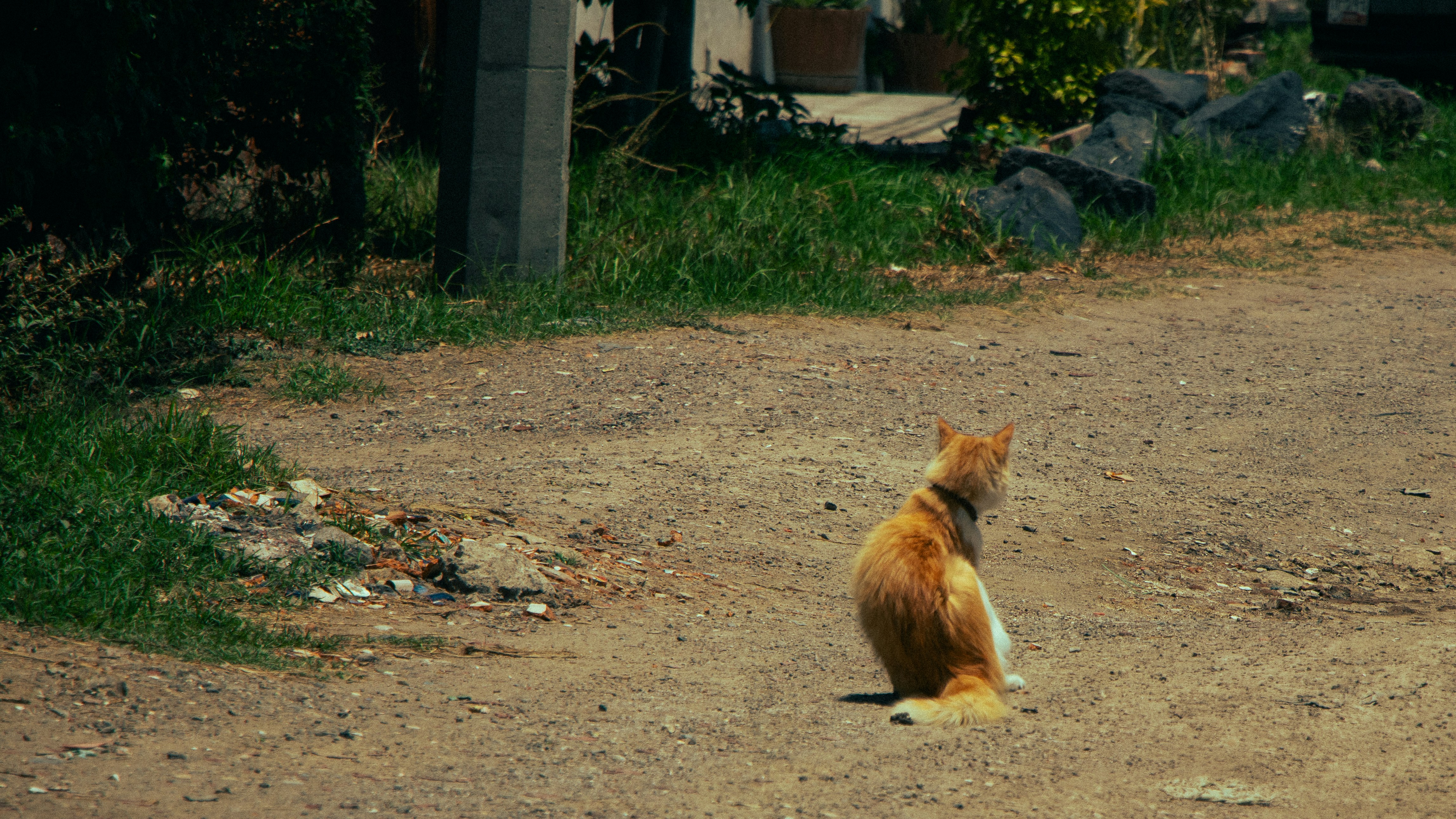 Why Coyotes Are Taking Over Urban Spaces (image credits: unsplash)