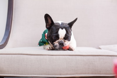 French bulldog lying comfortably on a couch.