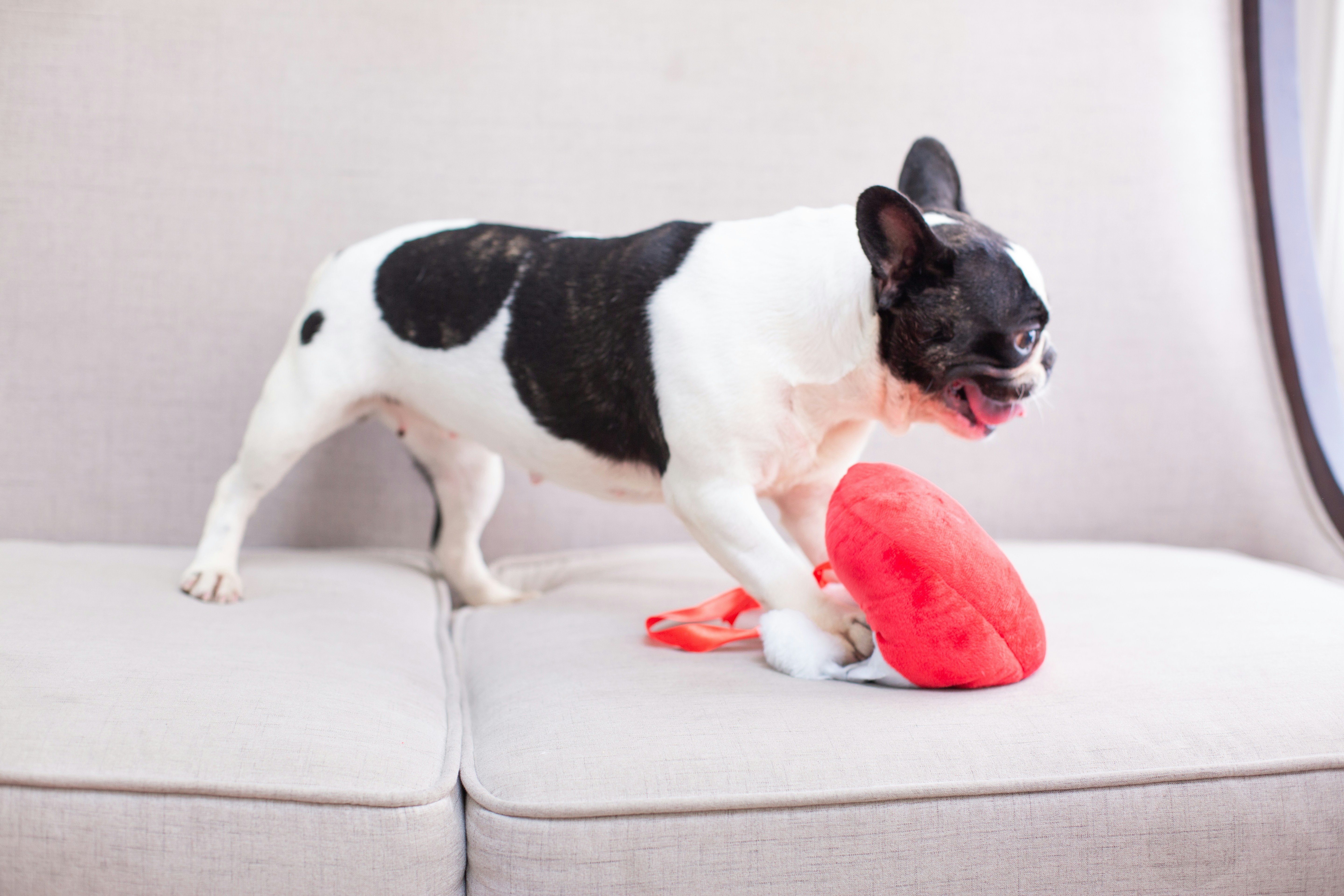 Durable dog toy for aggressive chewers