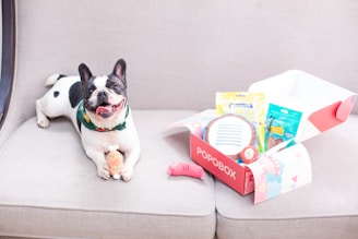 Happy dog with a subscription box of goodies.
