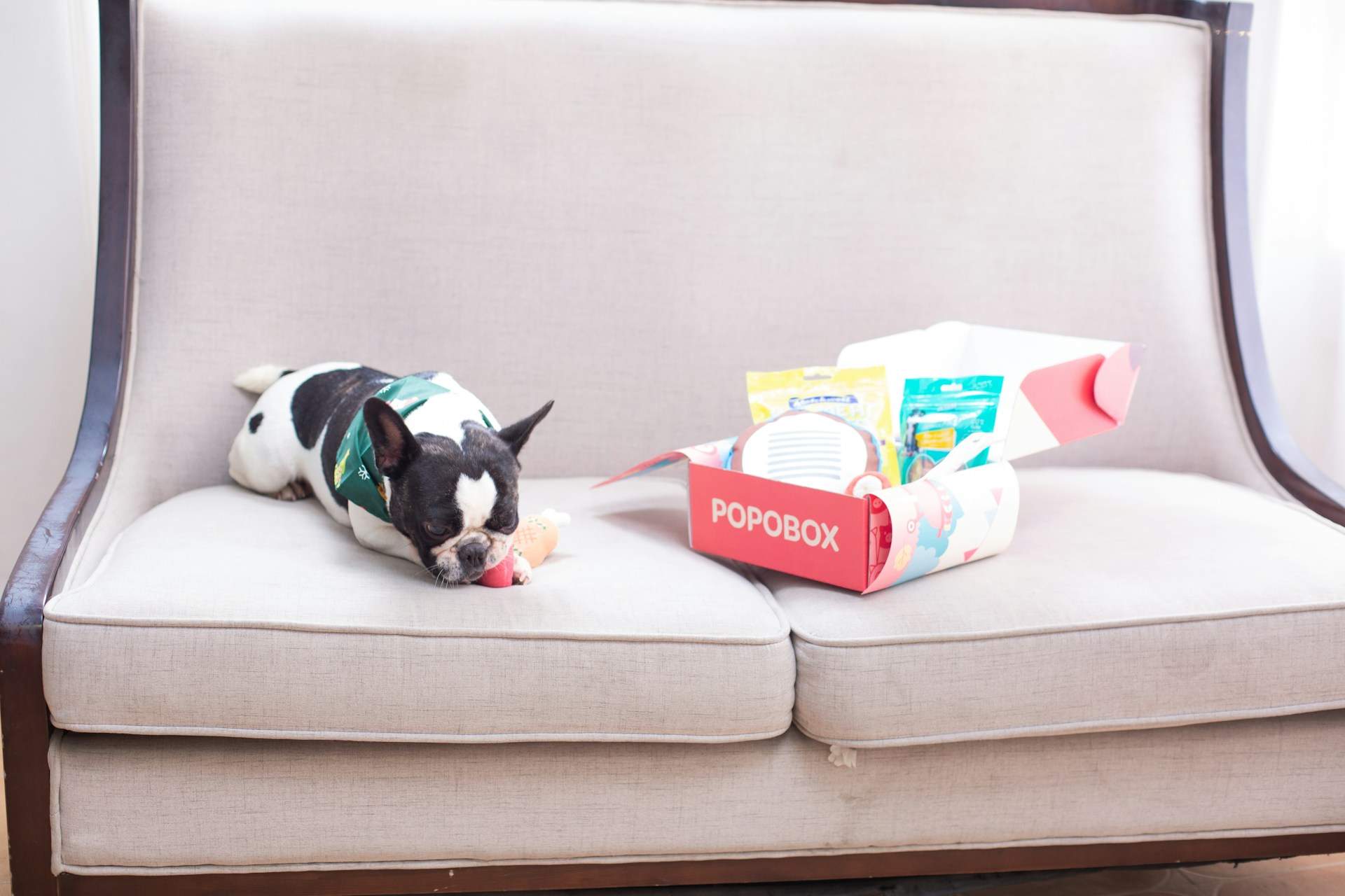 A french bulldog enjoys his new popobox goodies.