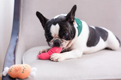 A cute dog chews on a toy.