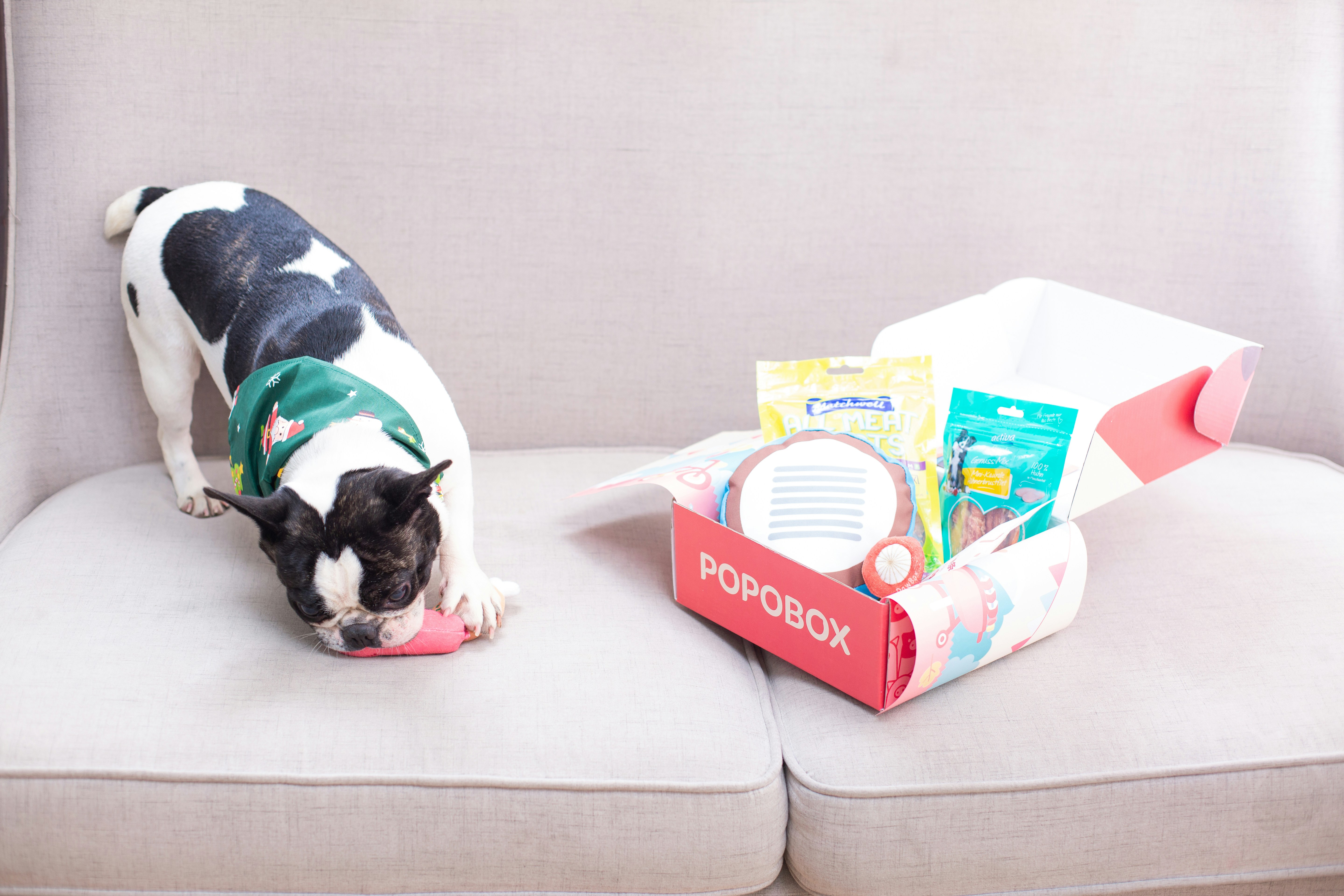 A dog engages with its popobox subscription.