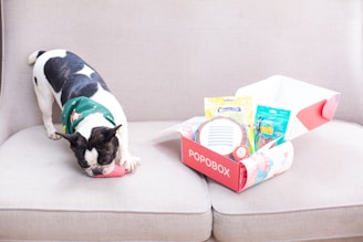 A dog engages with its popobox subscription.
