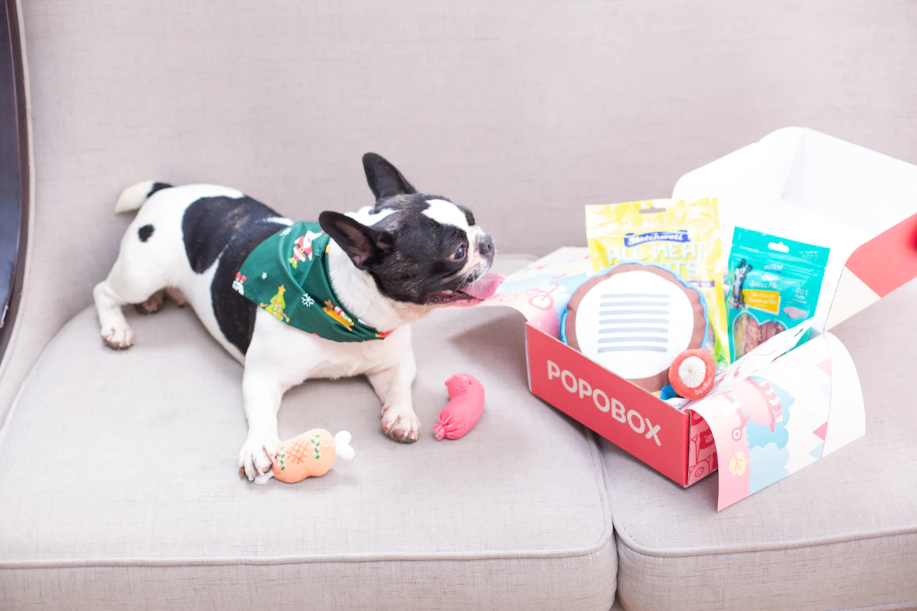 Dog enjoying toys and treats