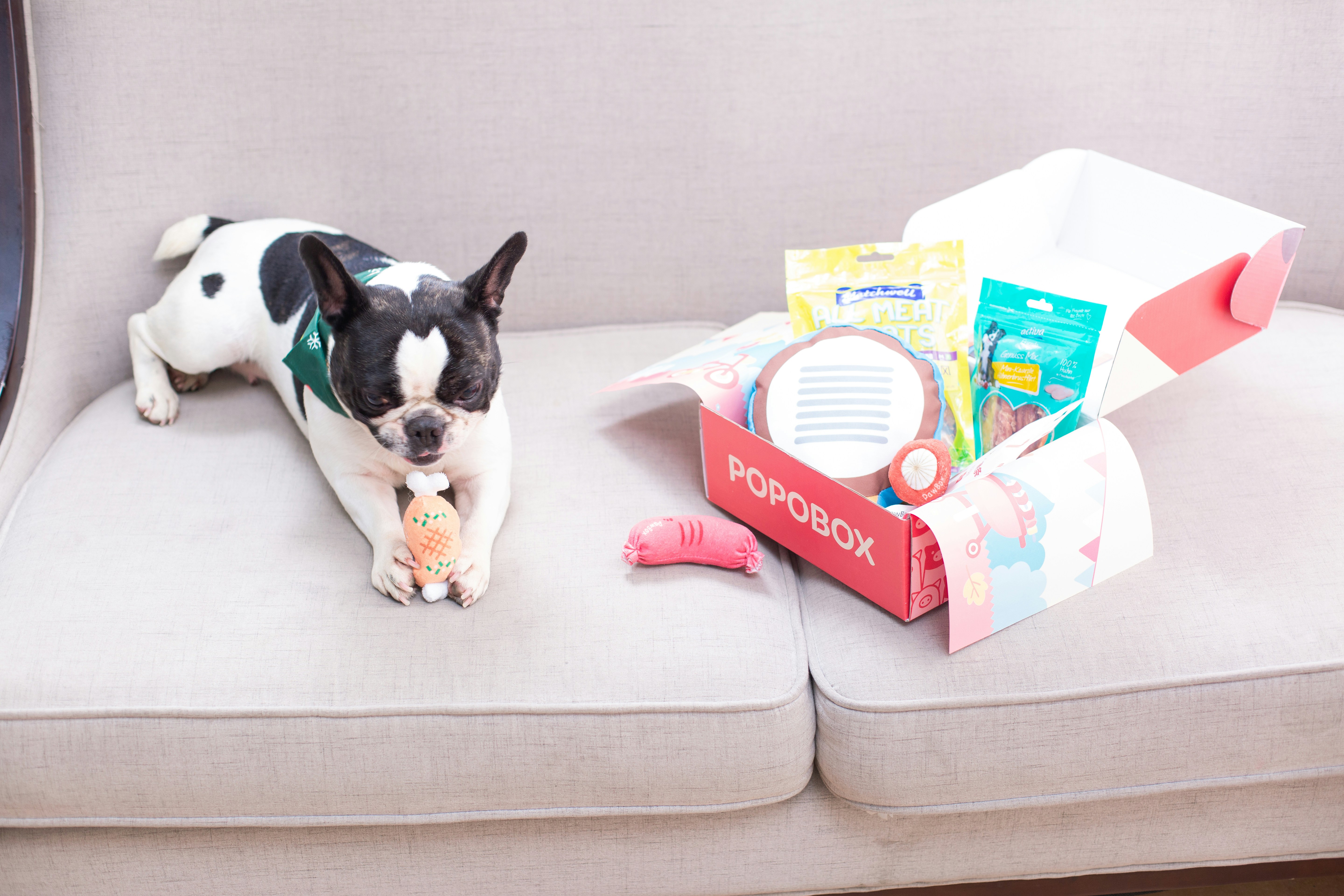 A responsible dog owner securing a high cabinet filled with human medications and cleaning supplies.