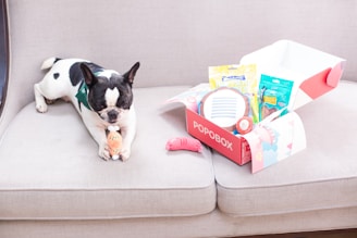 A dog enjoys a popobox gift.