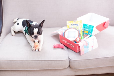 A dog enjoys a popobox gift.