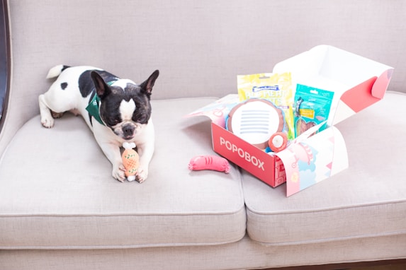 A dog enjoys a popobox gift.