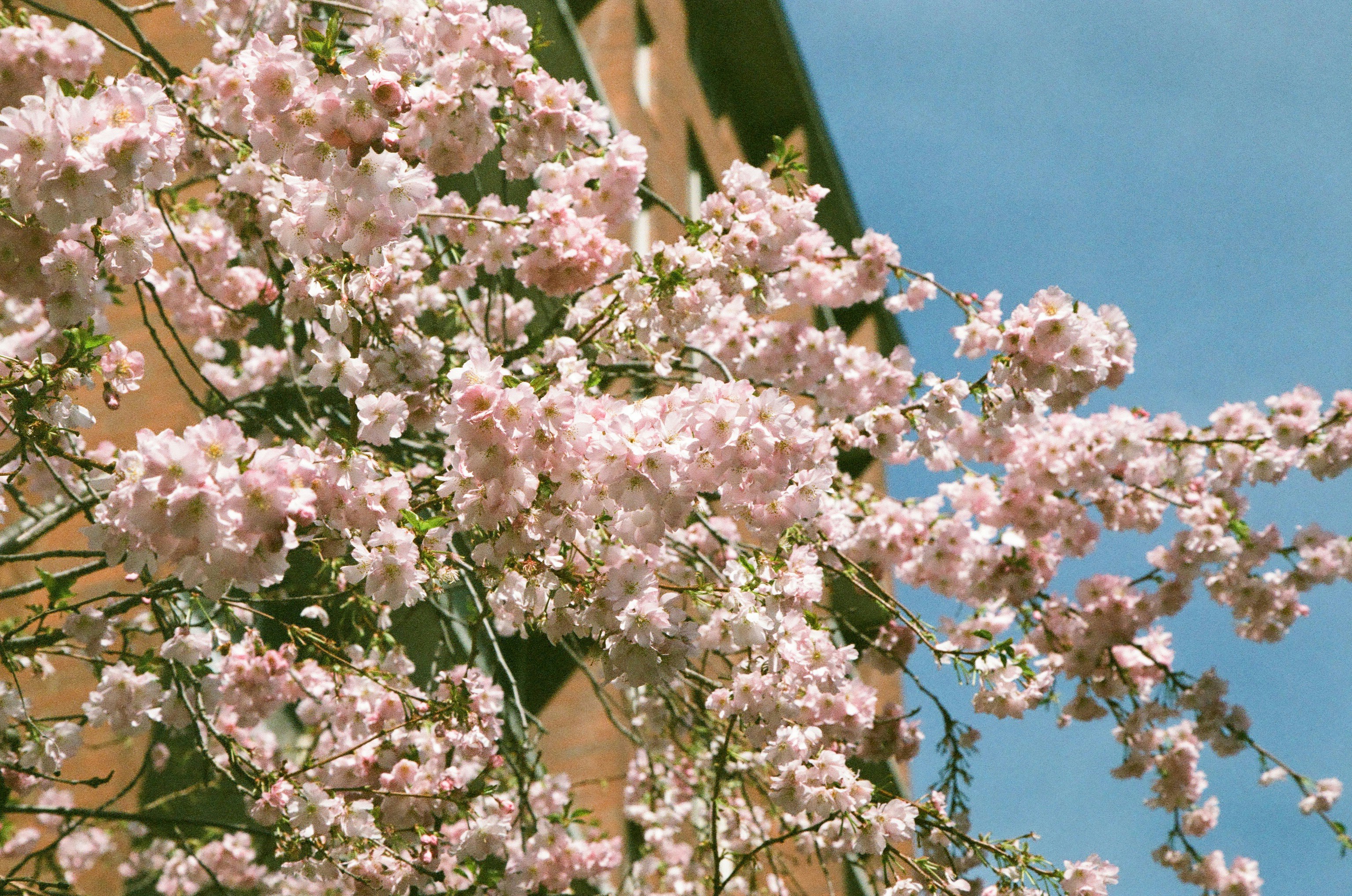 Before spring ends 가사 발음 및 봄에 듣기 좋은 플레이리스트 곡 추천 이미지2