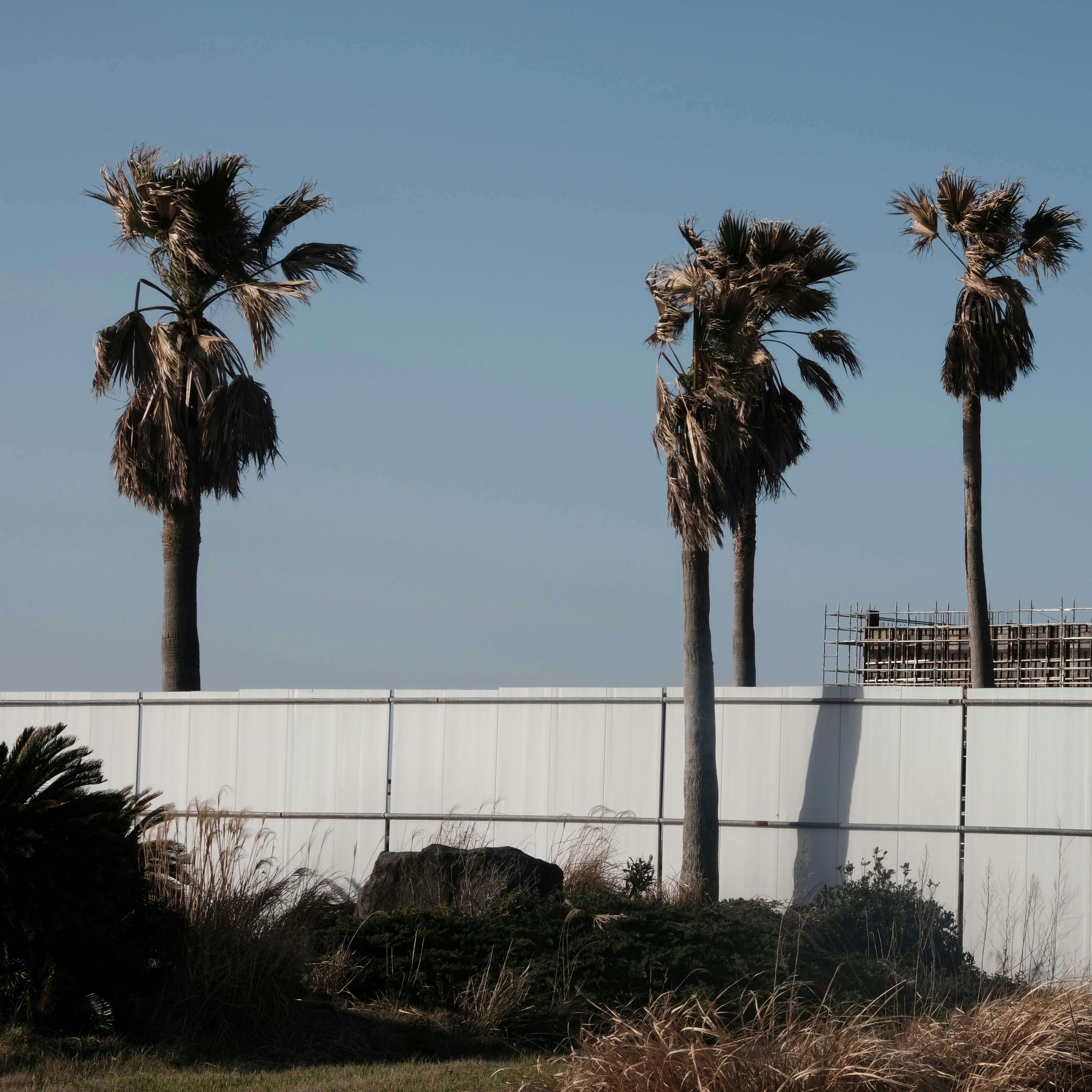 Palm trees stand tall behind a white wall.