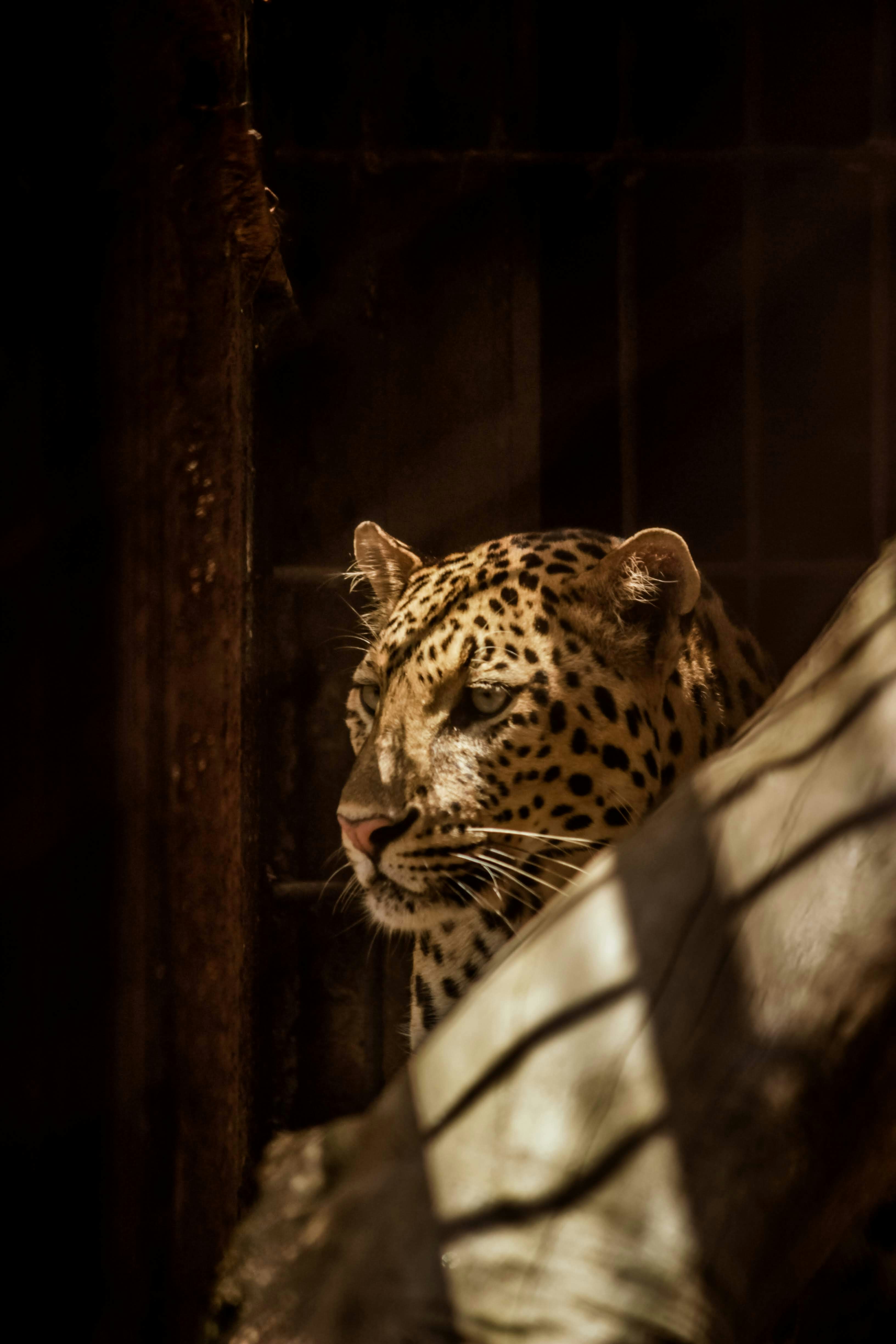 Camouflage: Nature’s Disguise (image credits: unsplash)