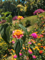 Vibrant flowers bloom in a sunny garden.