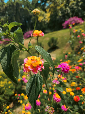 Vibrant flowers bloom in a sunny garden.