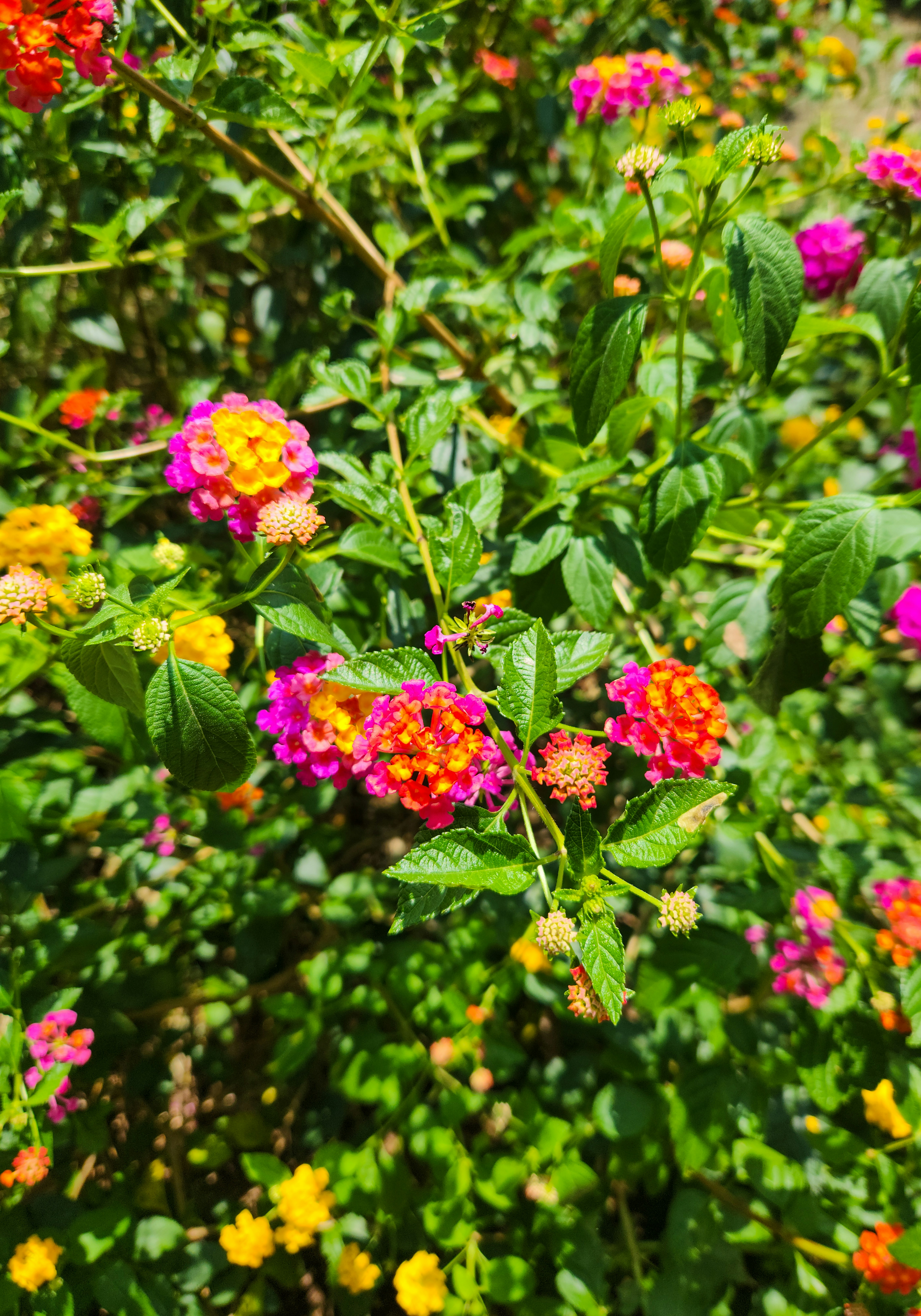 Photo by zoshuacolah