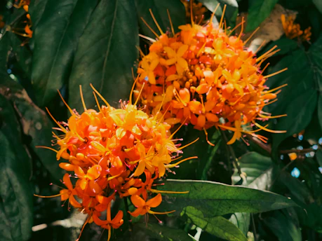 Vibrant orange flowers bloom amidst green leaves.
