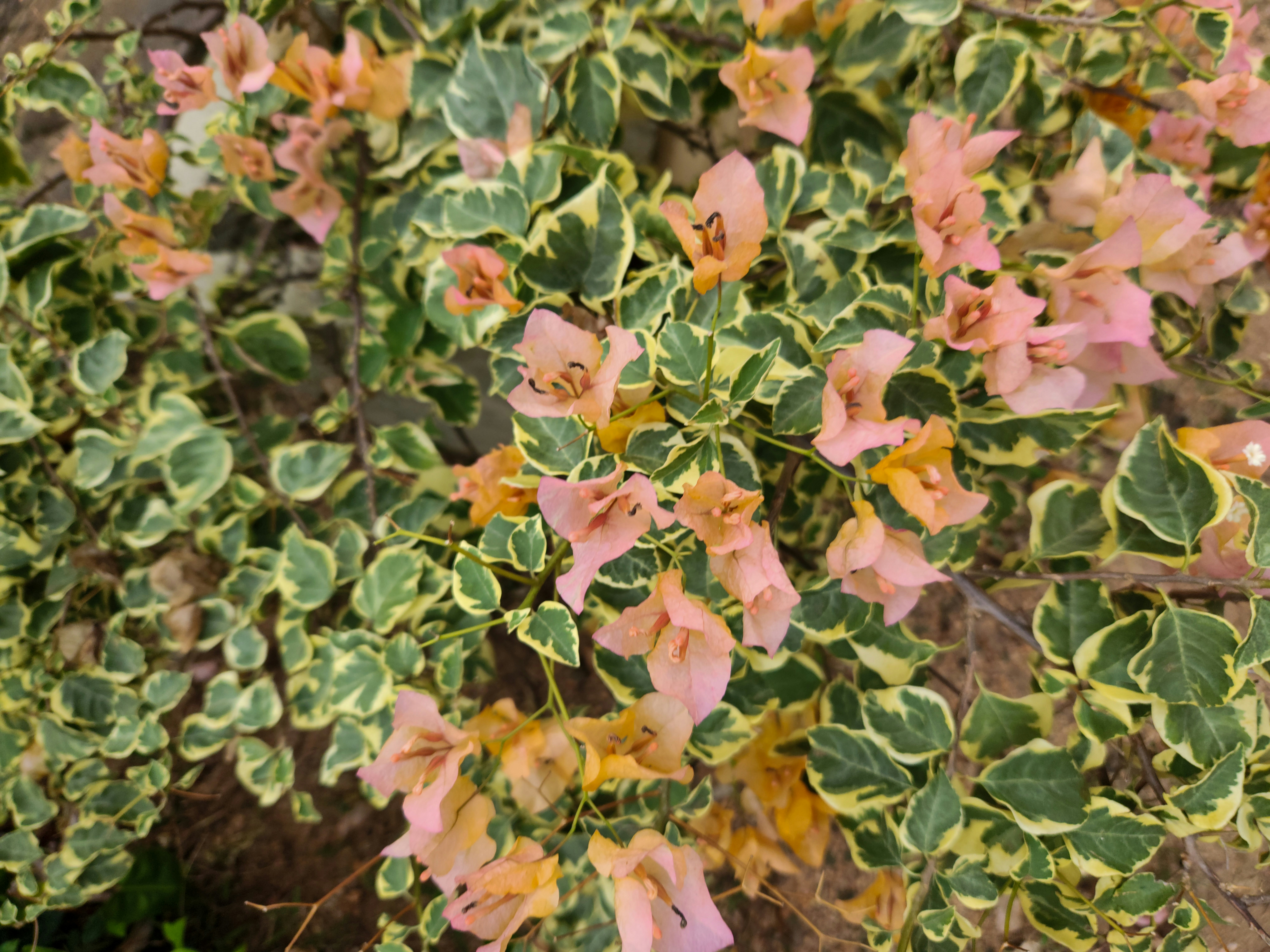 Bougainvillea blooms with variegated leaves and pink bracts. photo ...