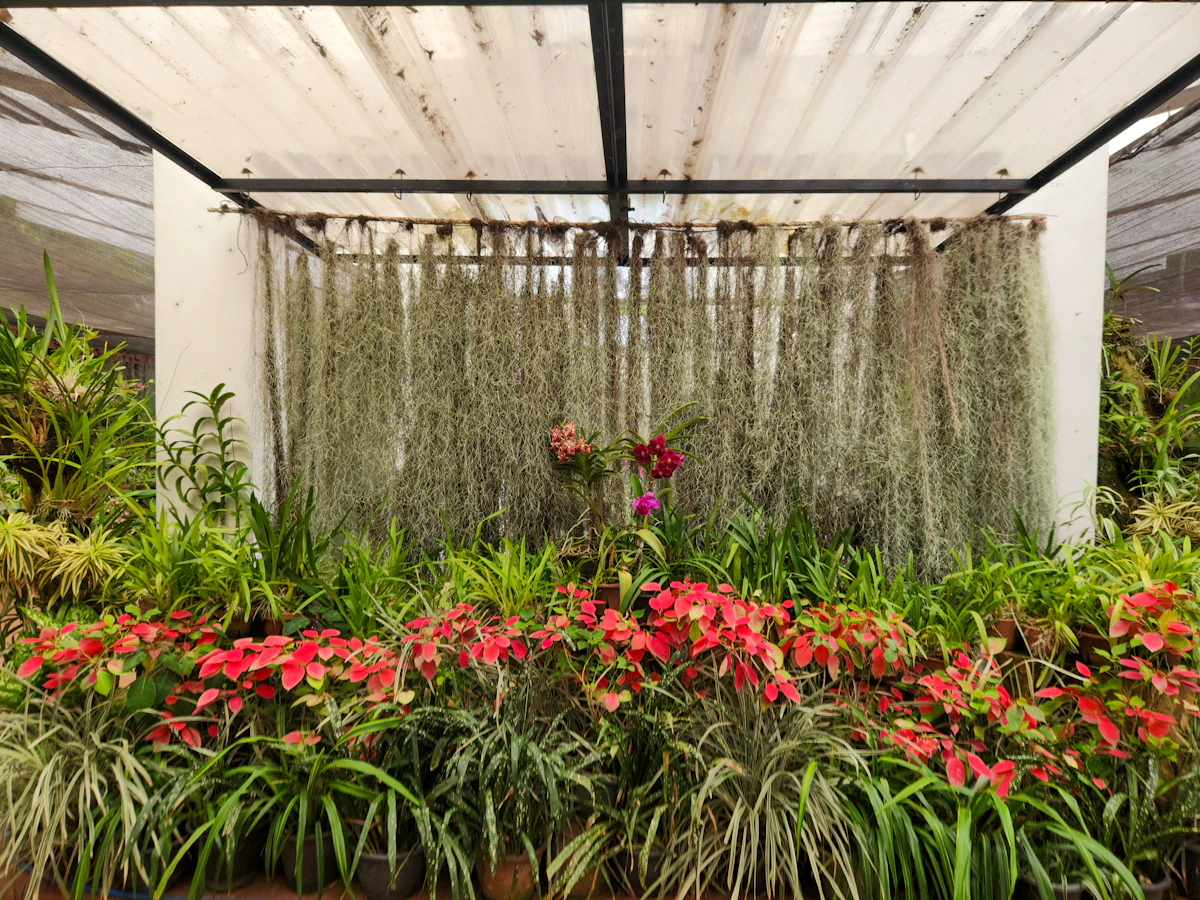 Colourful plant collection at Peradeniya Royal Botanical Gardens