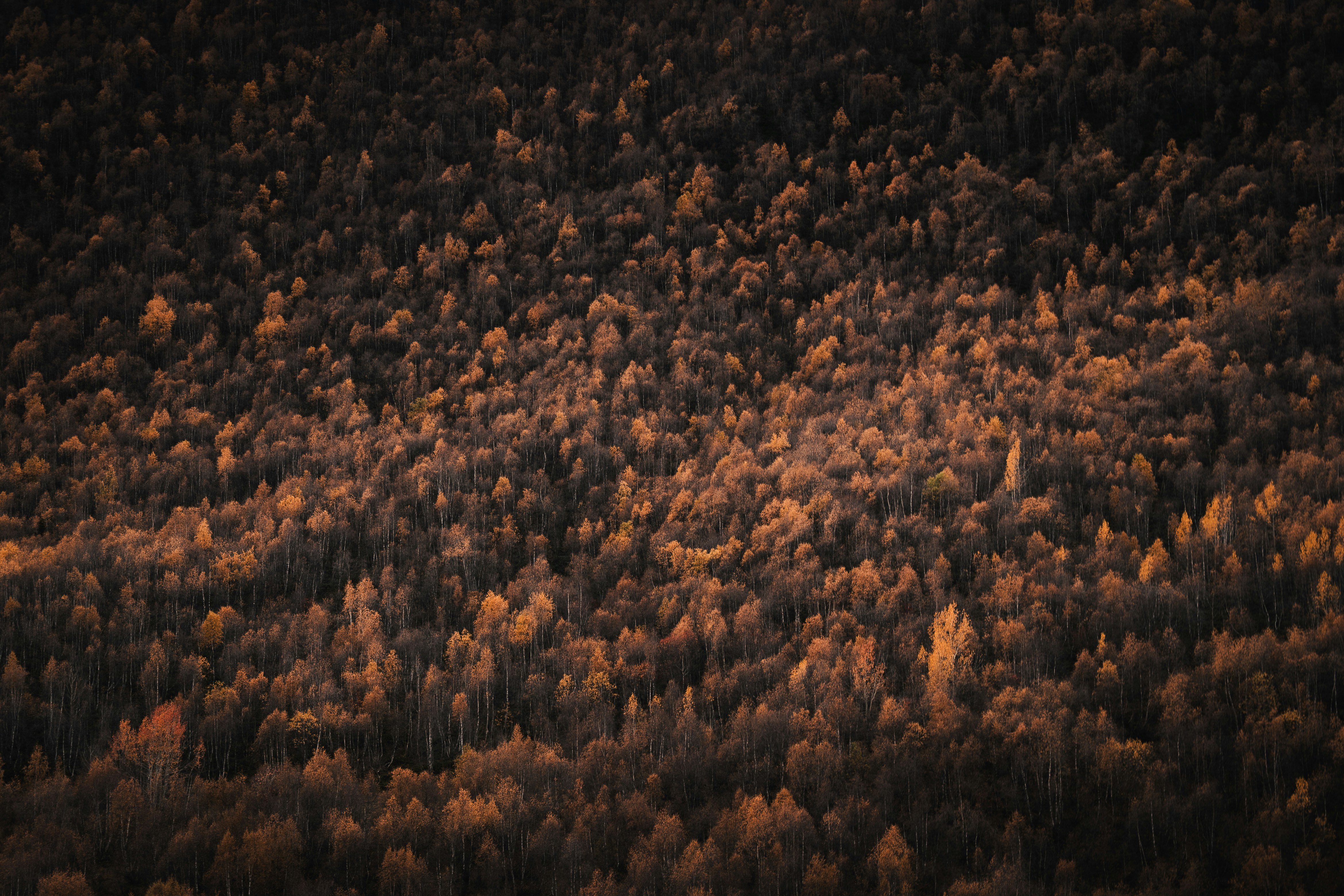 Photo by auchynnikau