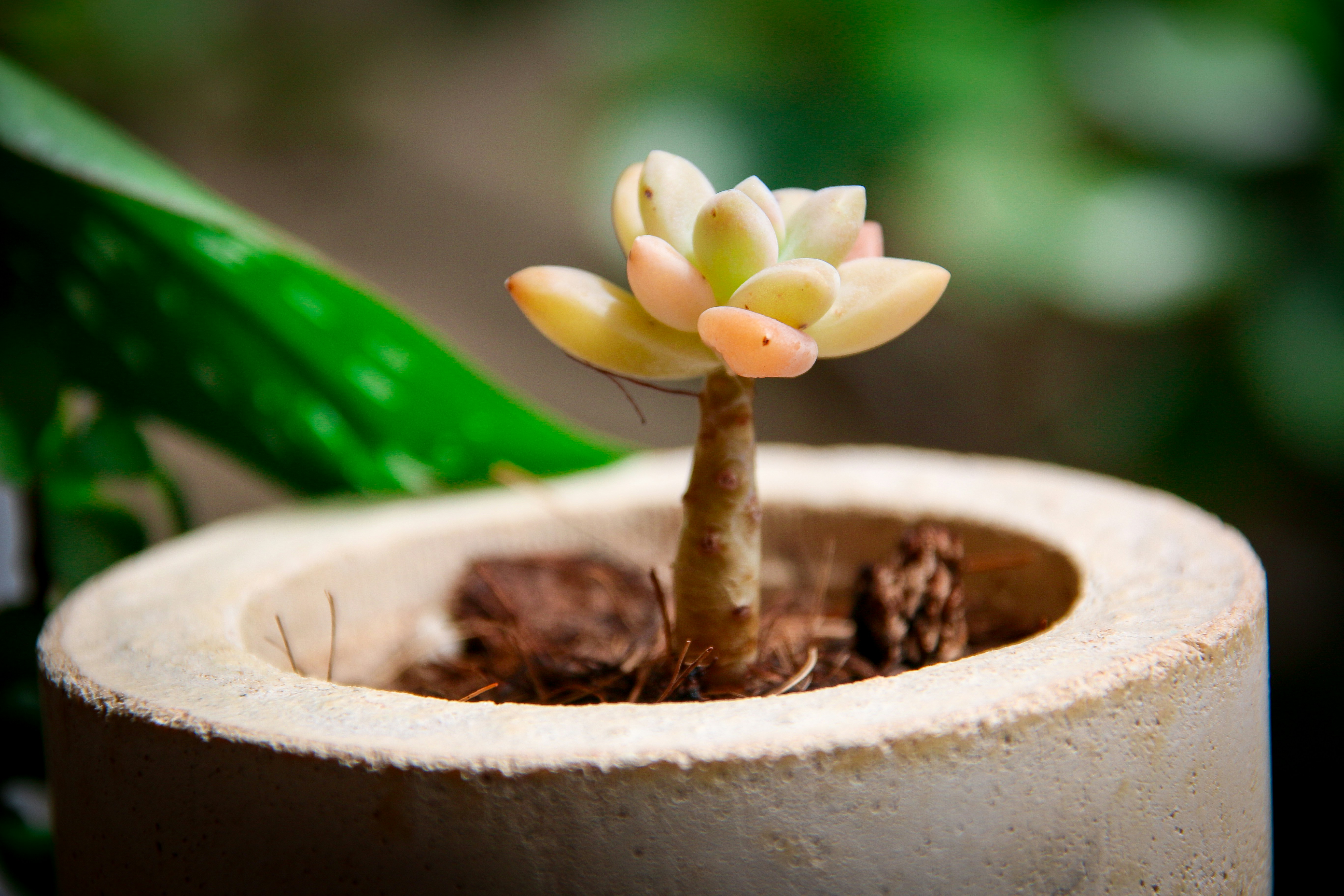 photo 1743682692282 1414e93aae28?crop=entropy&cs=tinysrgb&fit=max&fm=jpg&ixid=M3w1MjQ0NjR8MHwxfHNlYXJjaHw3fHxDb250YWluZXIlMjBnYXJkZW58ZW58MHwwfHx8MTc1MTQ1OTU4N3ww&ixlib=rb 4.1