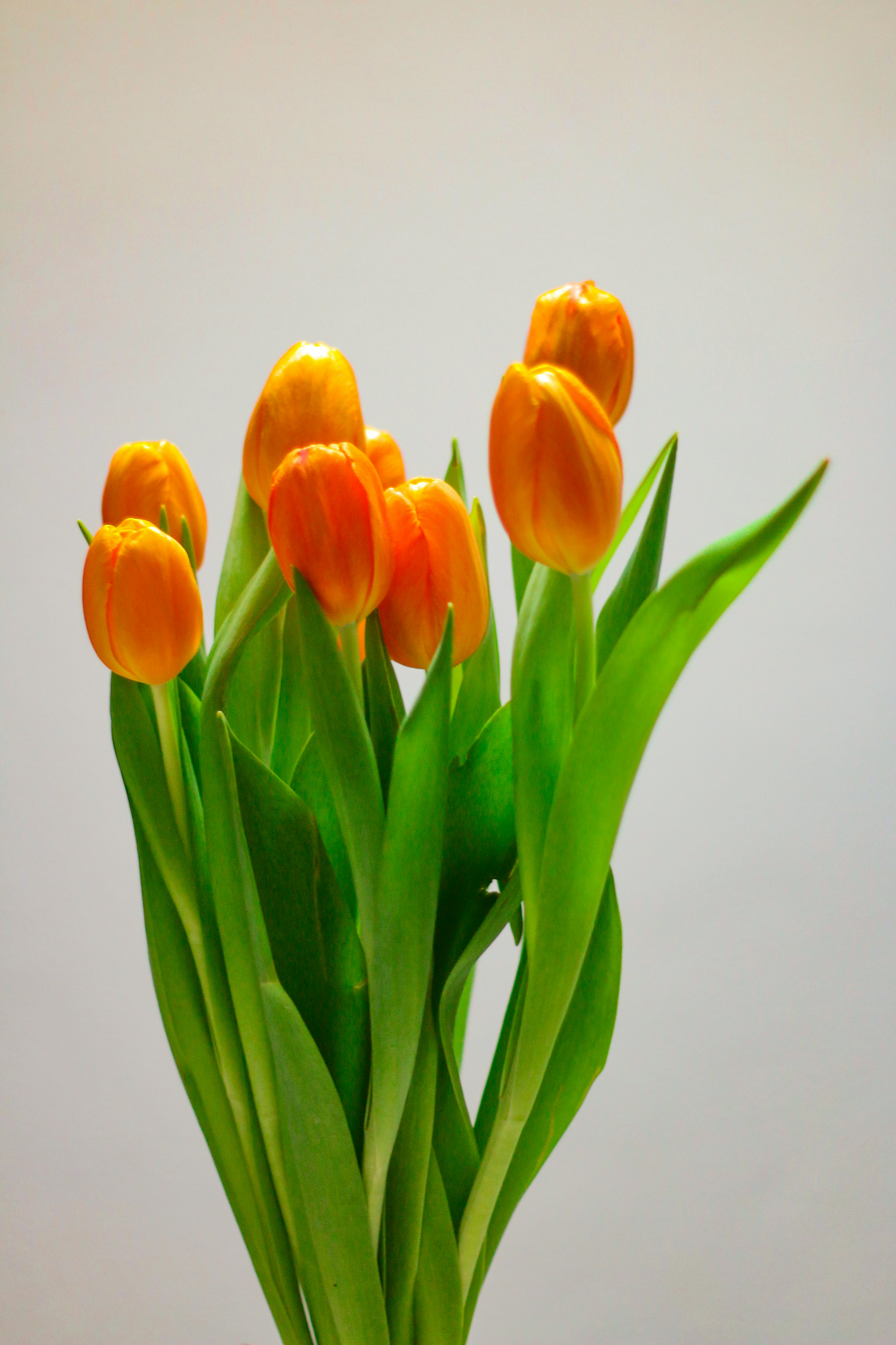 Florero con Tulipanes de Colores – Florería en Lima, image size:3000x4500