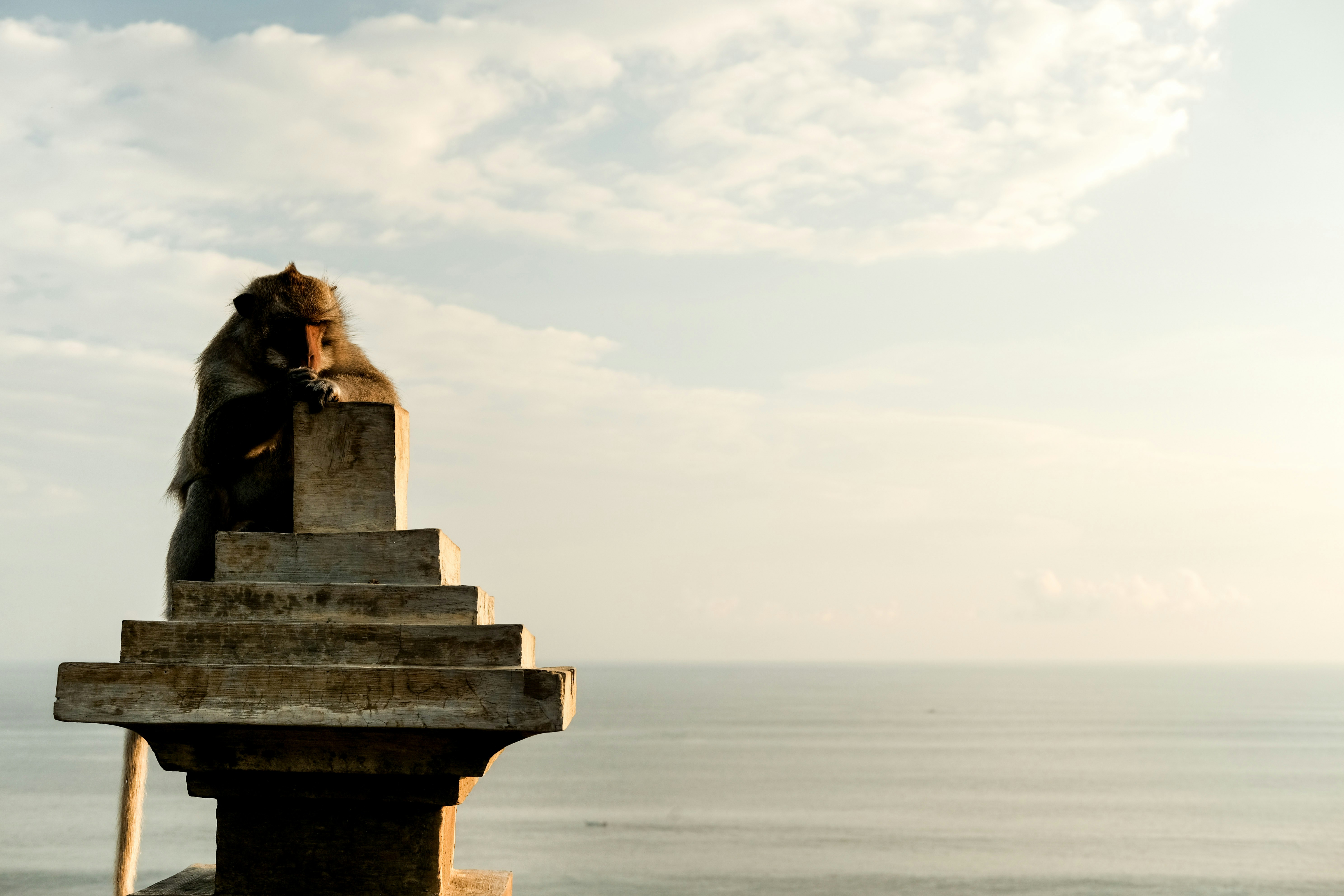 Una scimmia riposa in cima a una struttura di pietra.